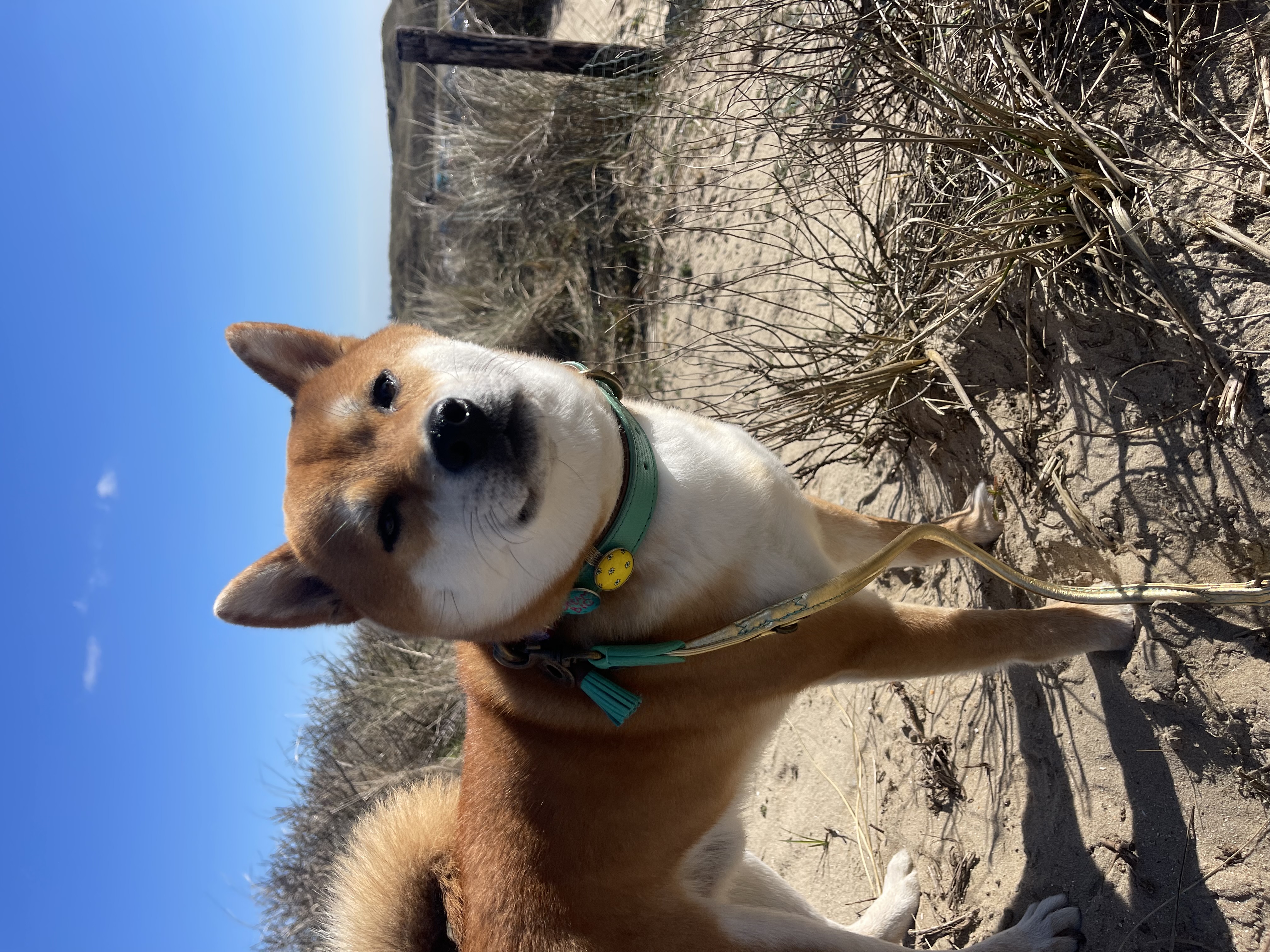 Simba