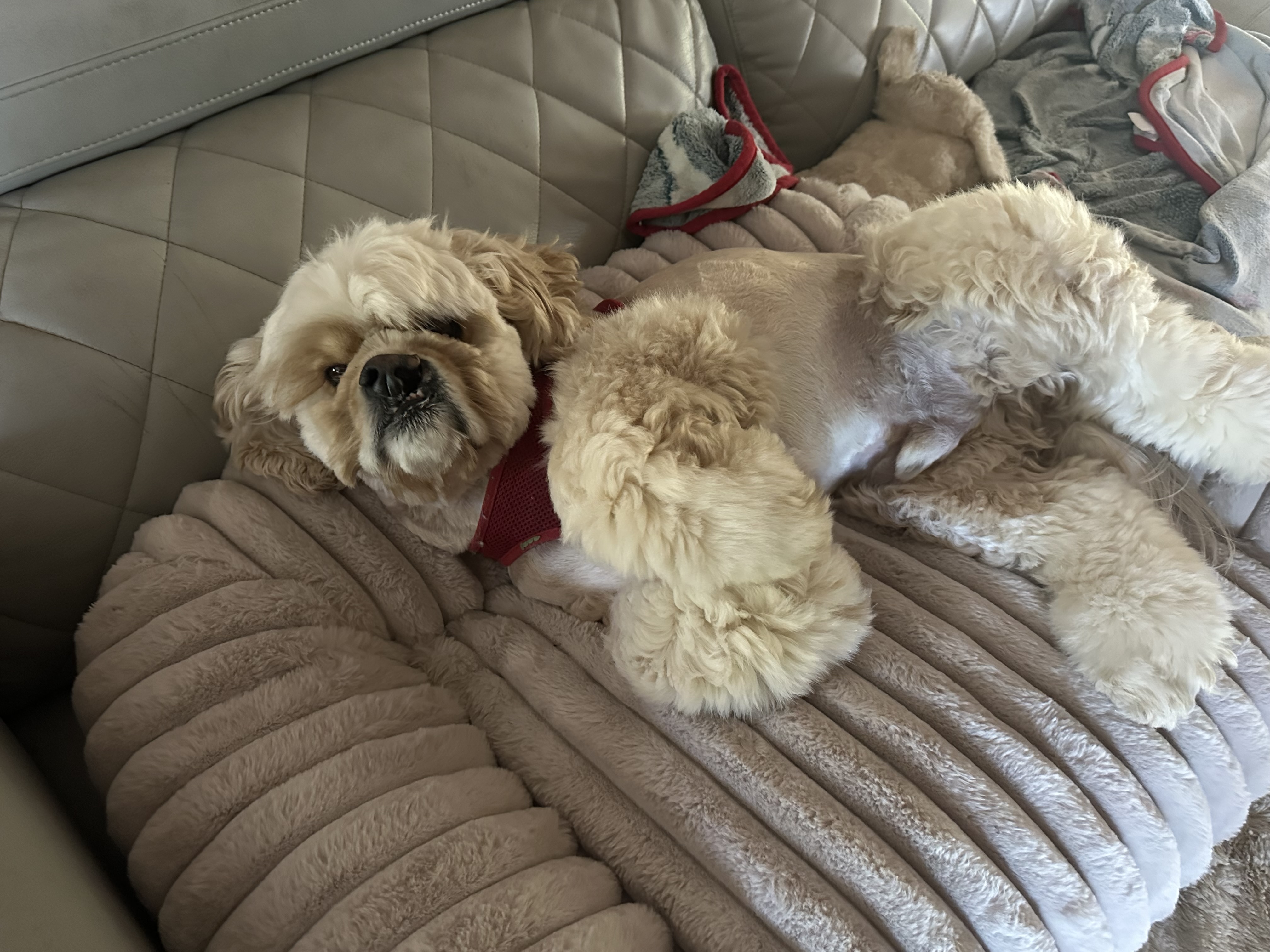 Leo
