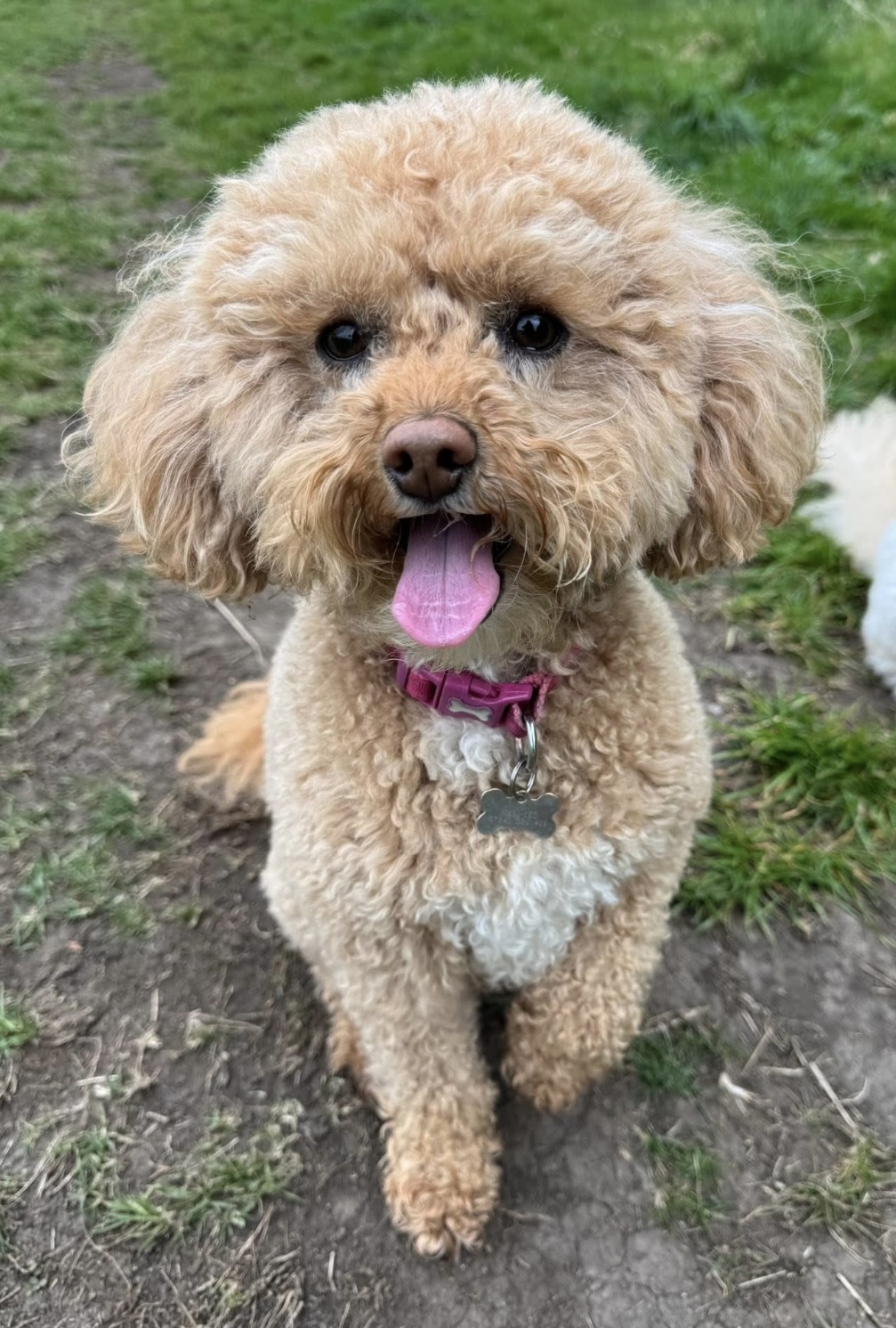 Darcy