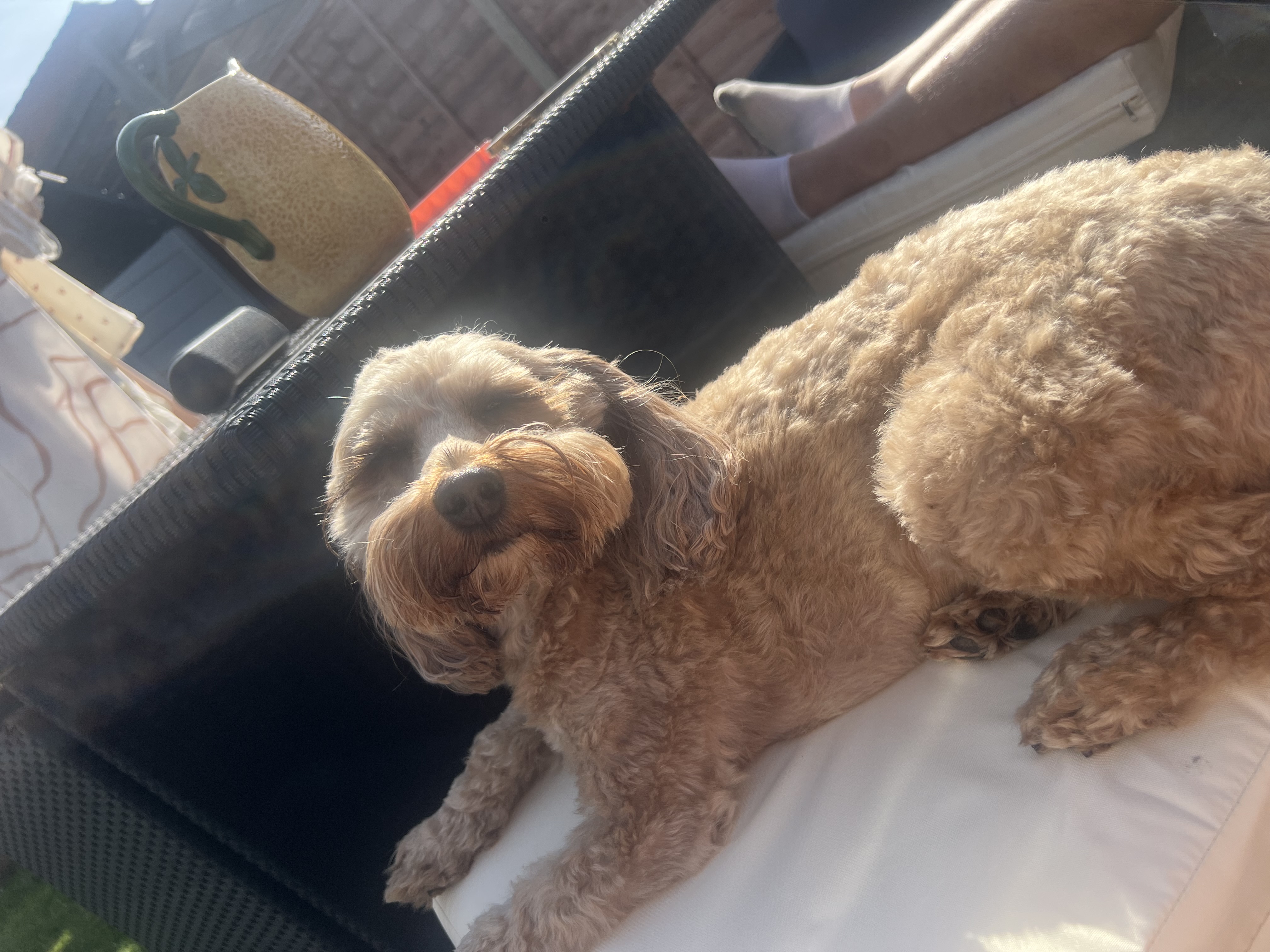 Bailey