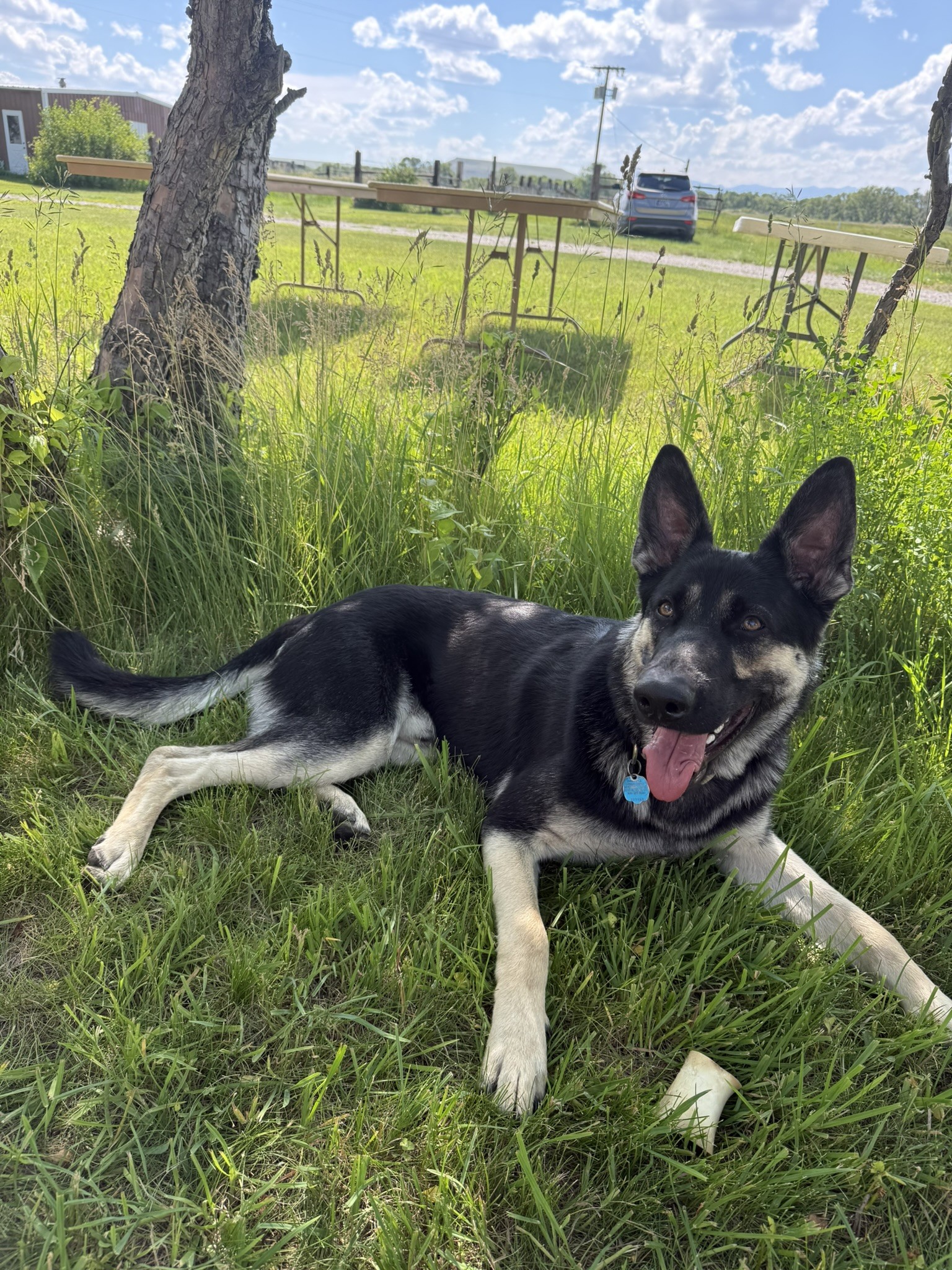 Loki