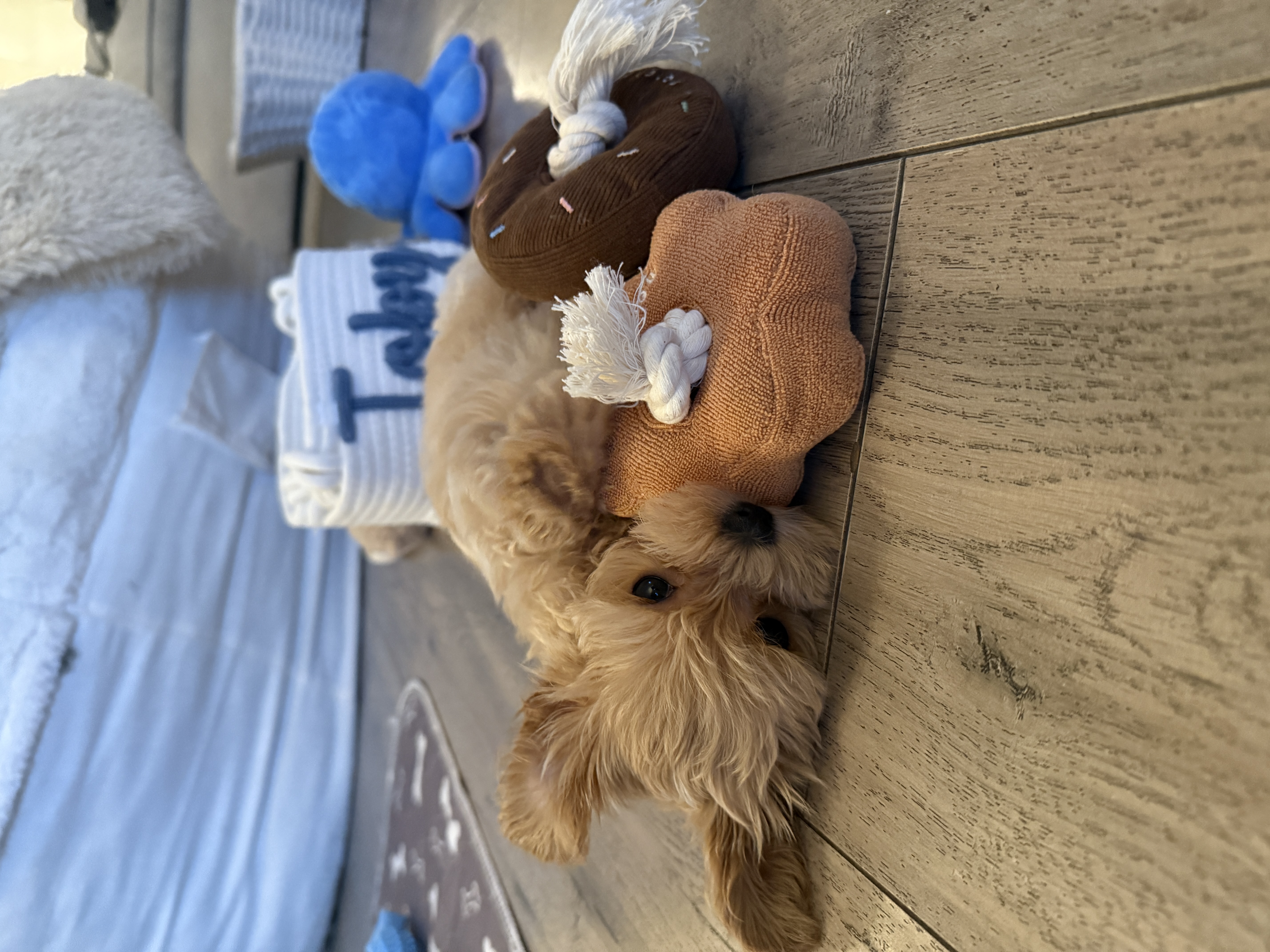 Toby