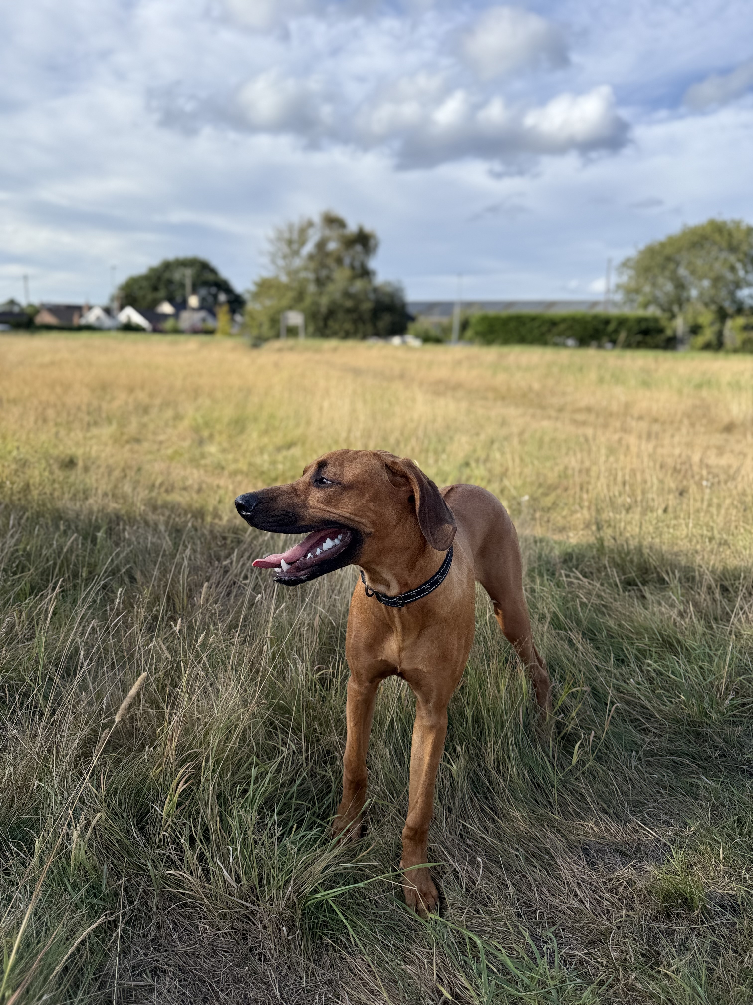 Simba