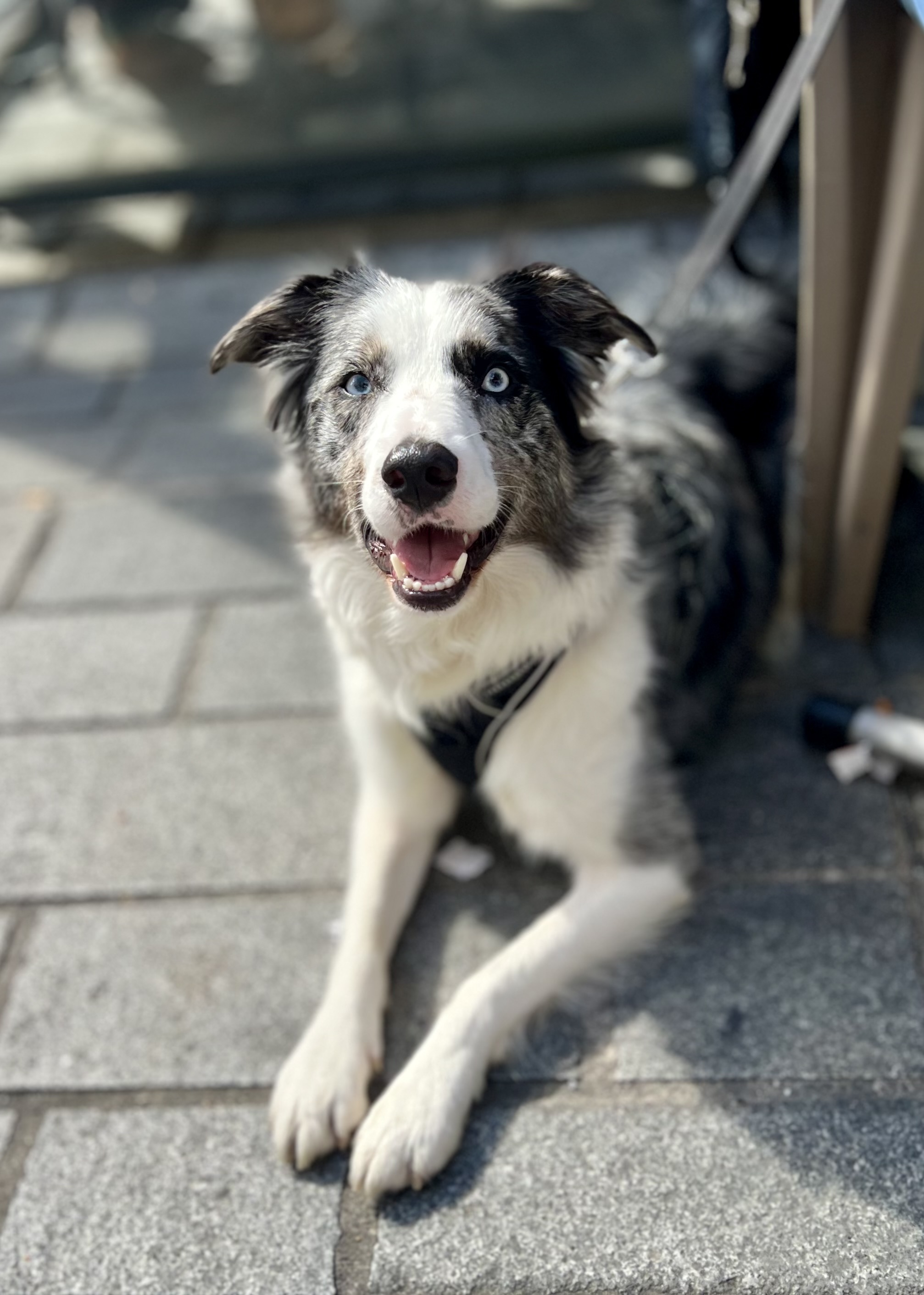 Syska