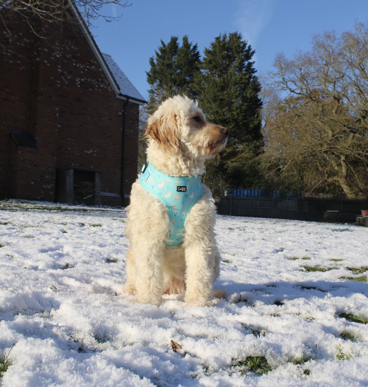 Nellie