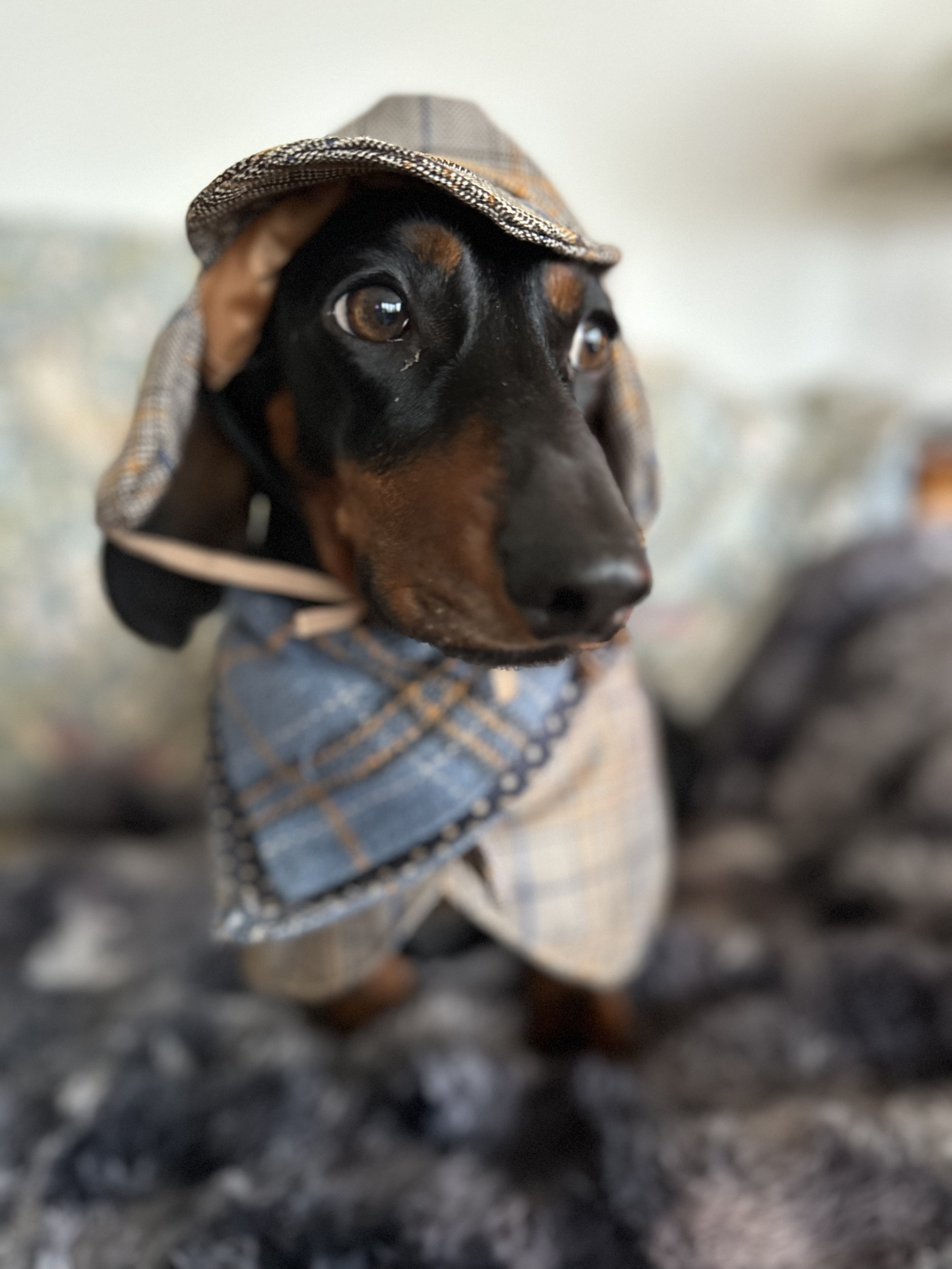 Rocky von Schnitzel
