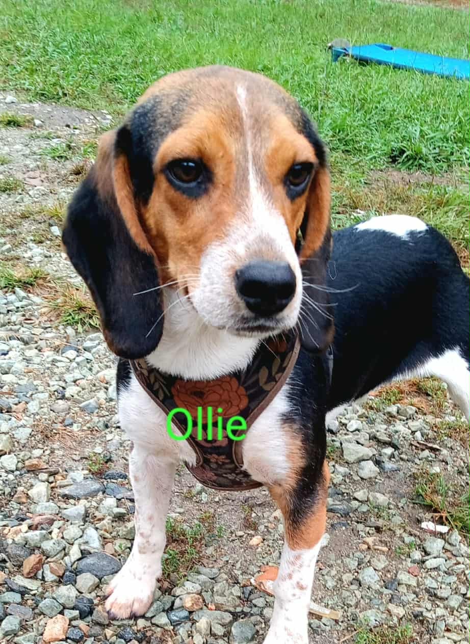Ollie