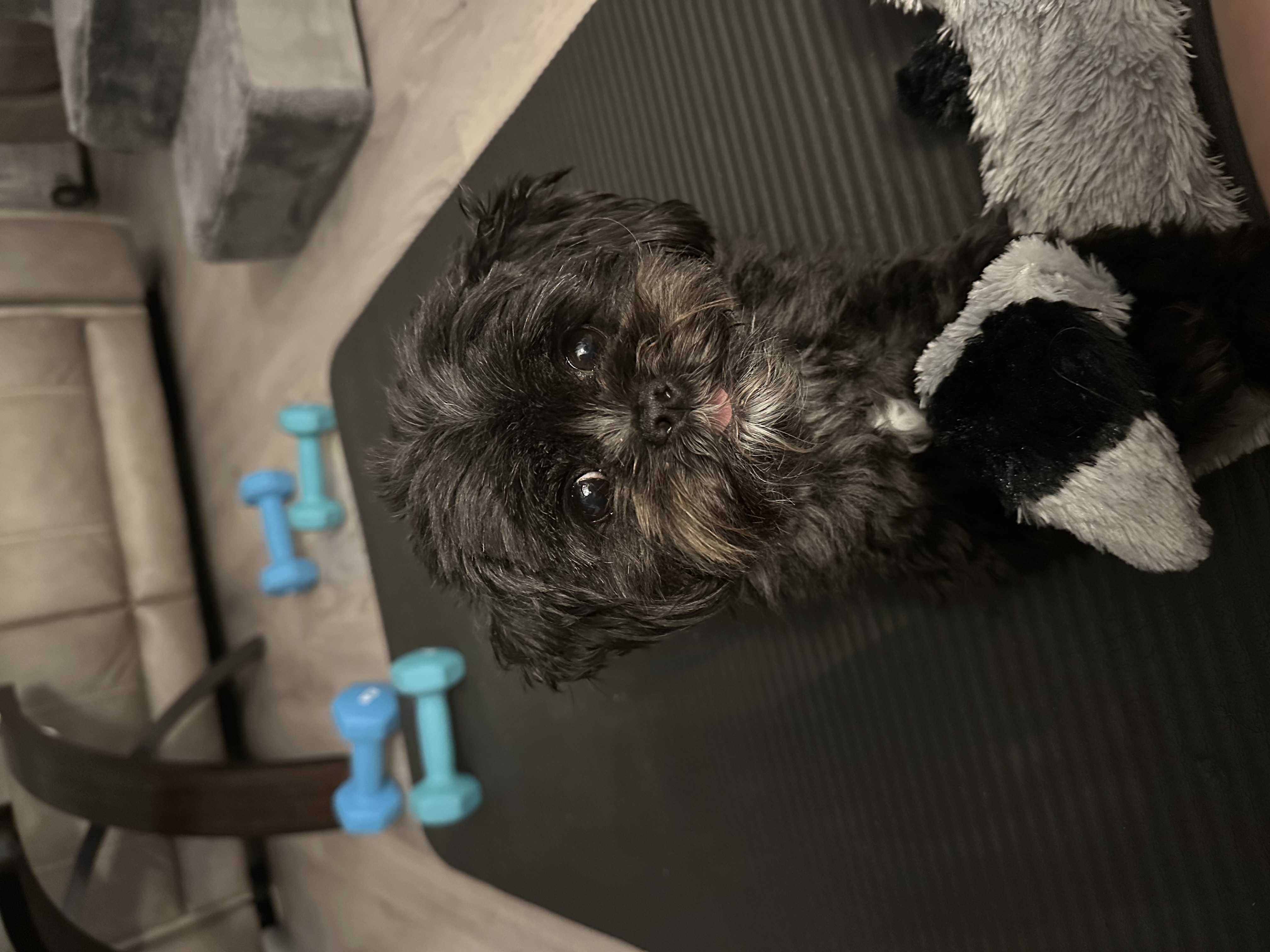 Tippy