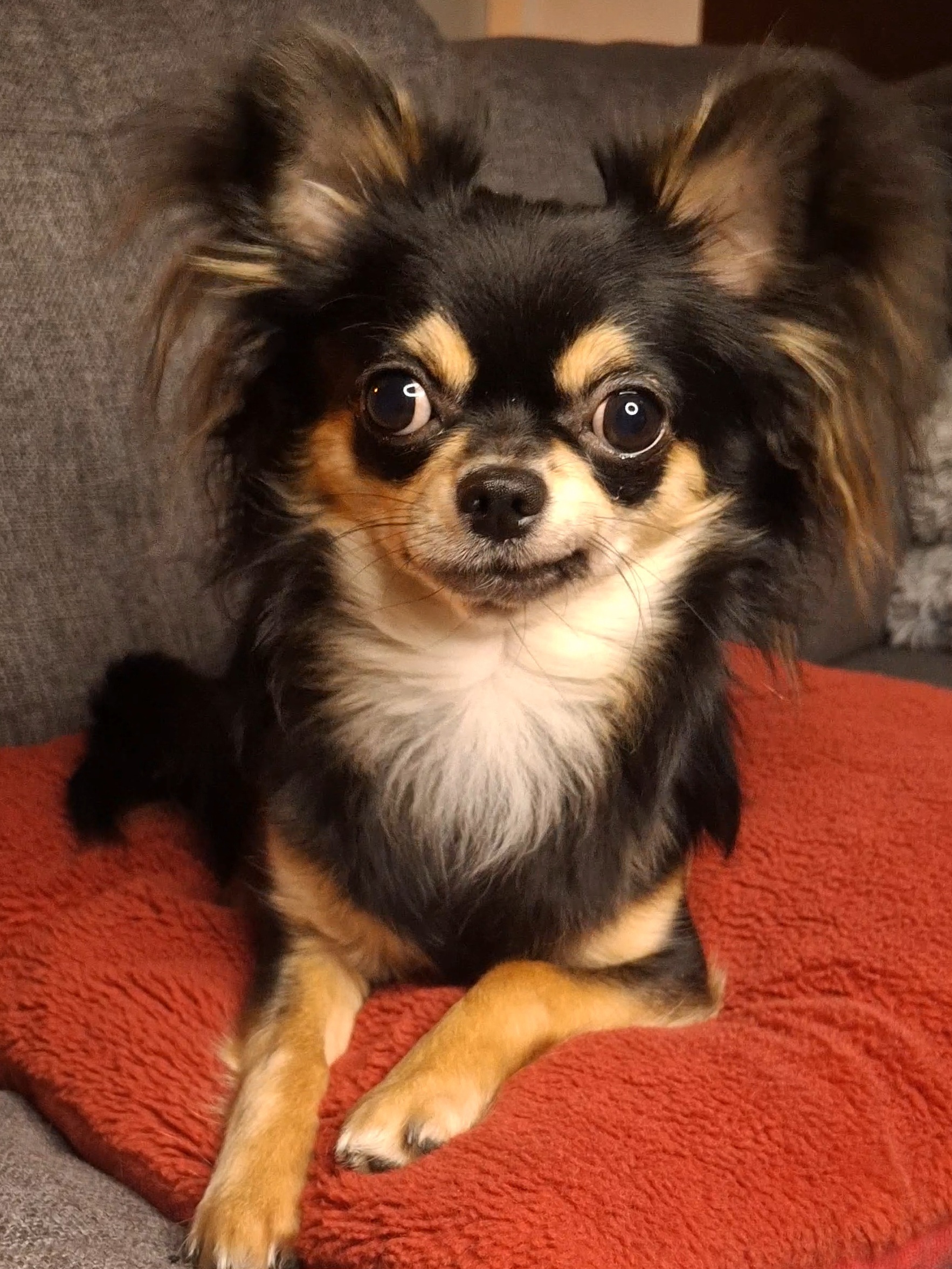 Loki