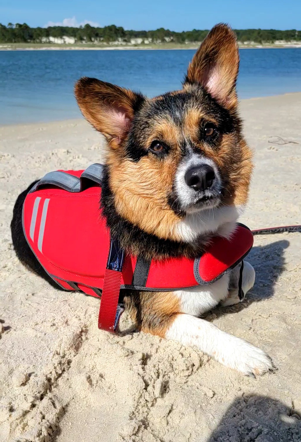 @corgisofthelostark