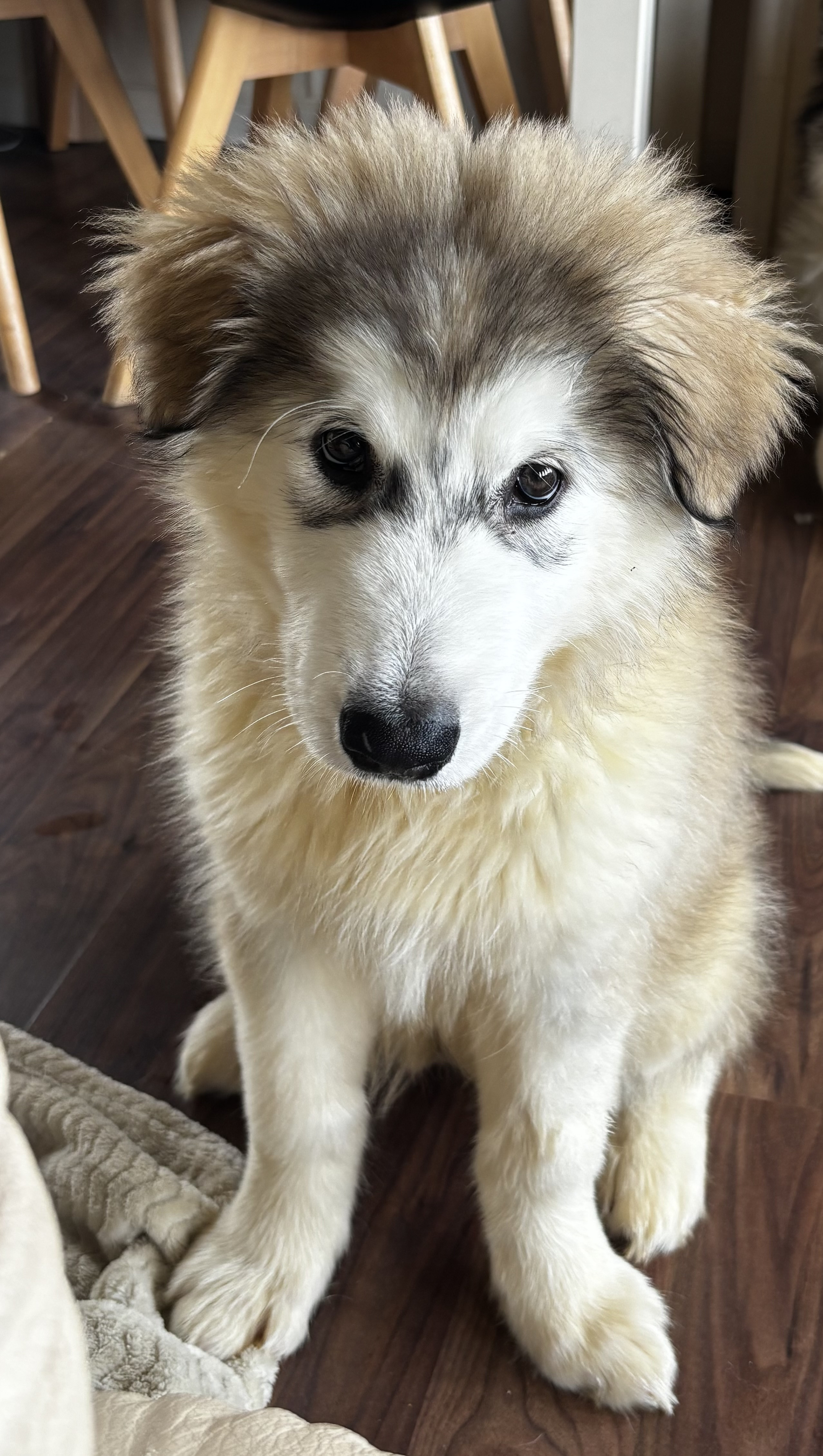Kaya