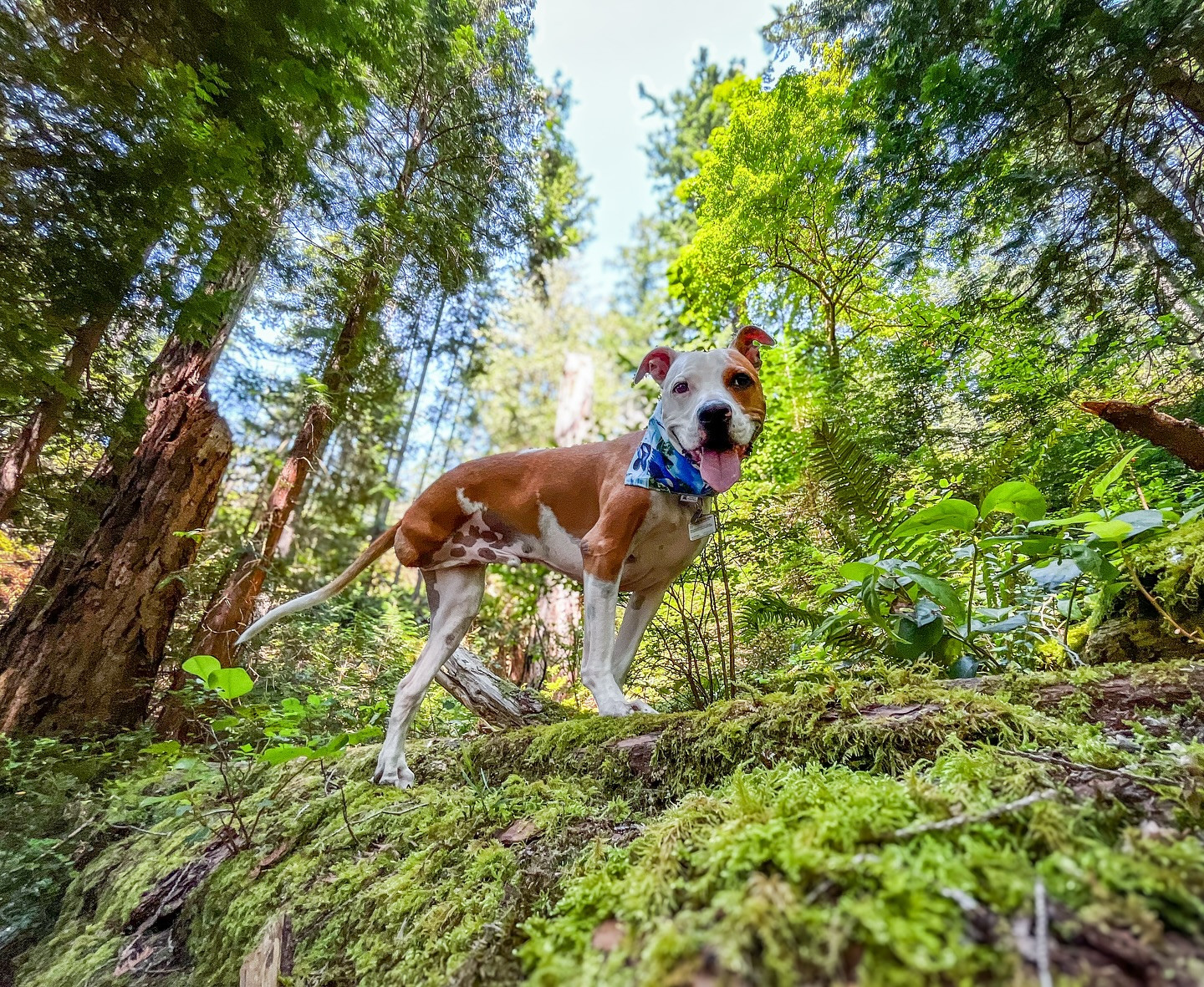 Raleigh Roo