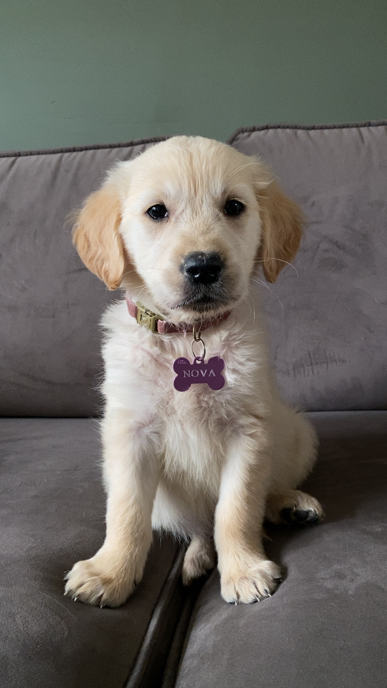 Nova