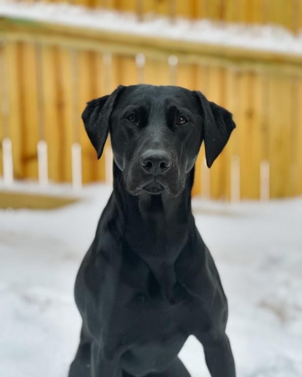 Nova