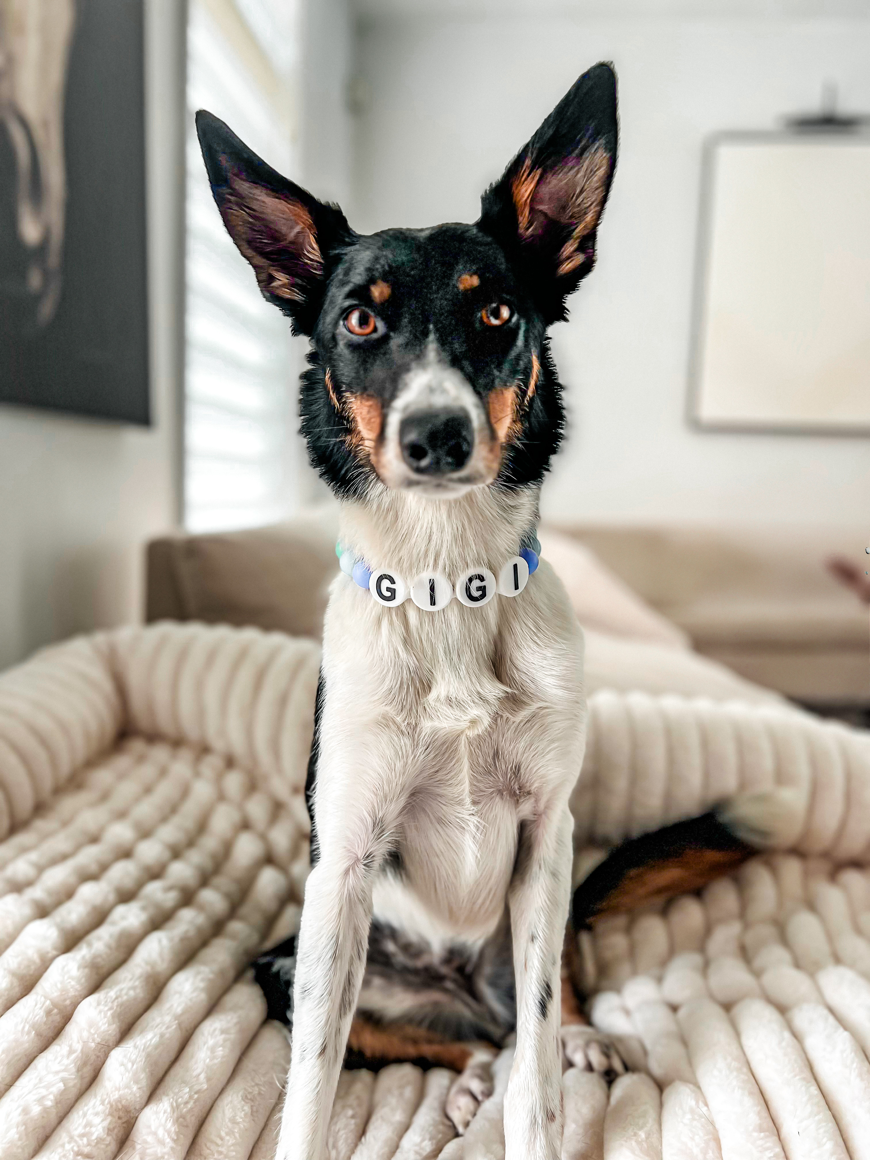 Gigi