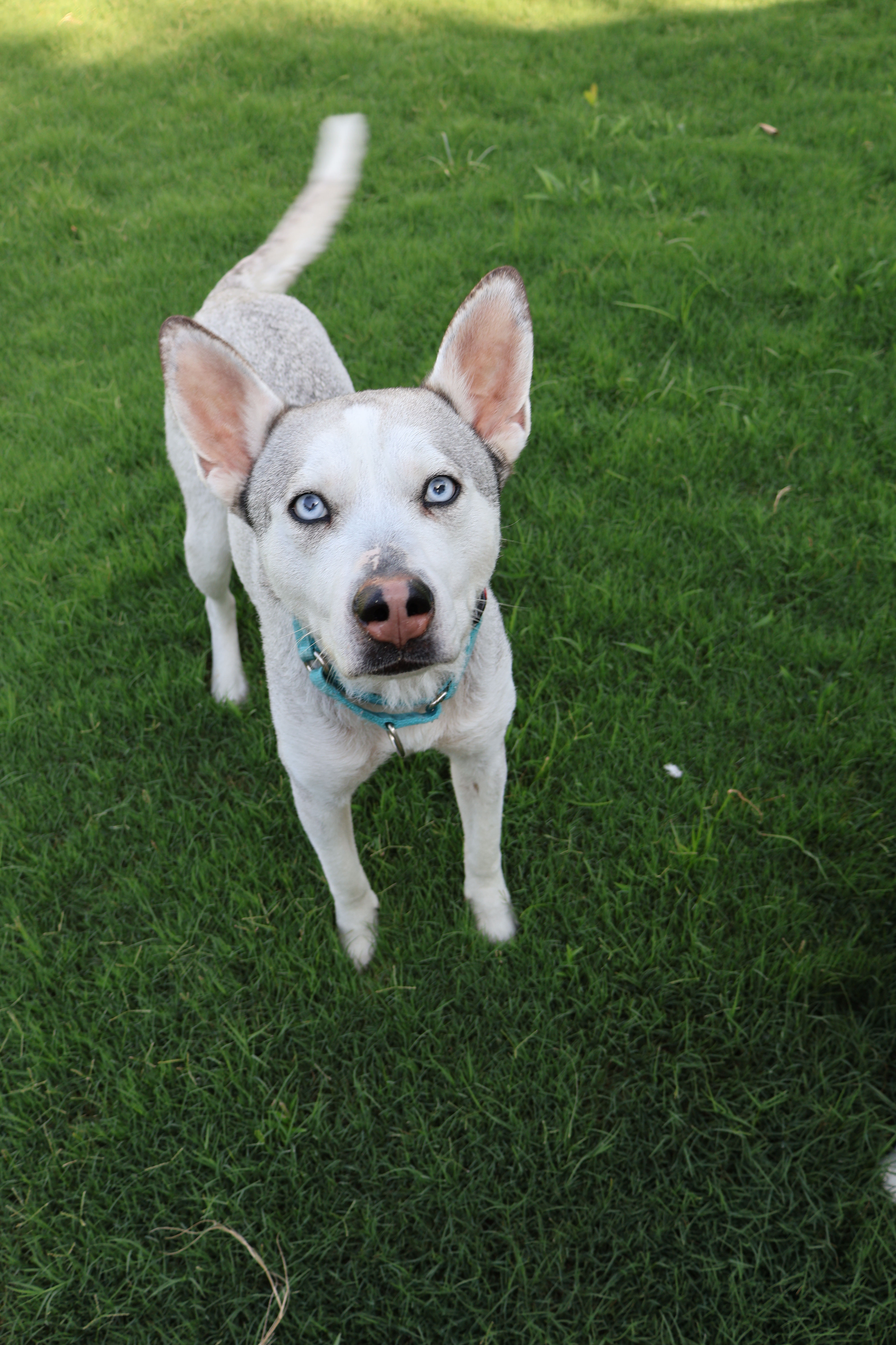 Izzie