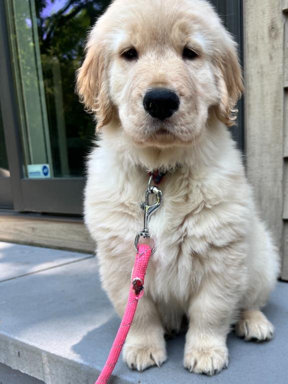 Georgie