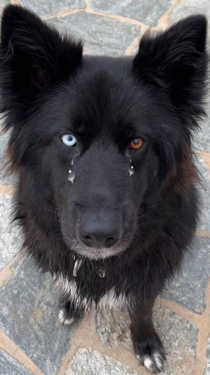 Laika