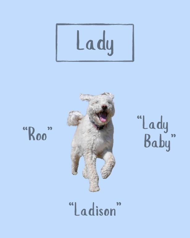 Lady