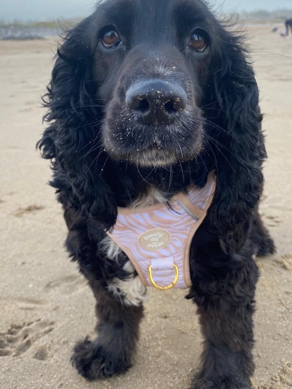 Tilly
