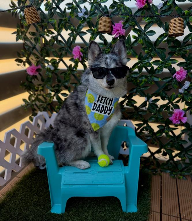 Meeko
