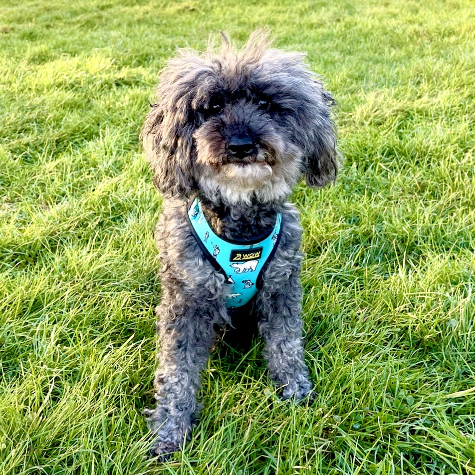 Daisy