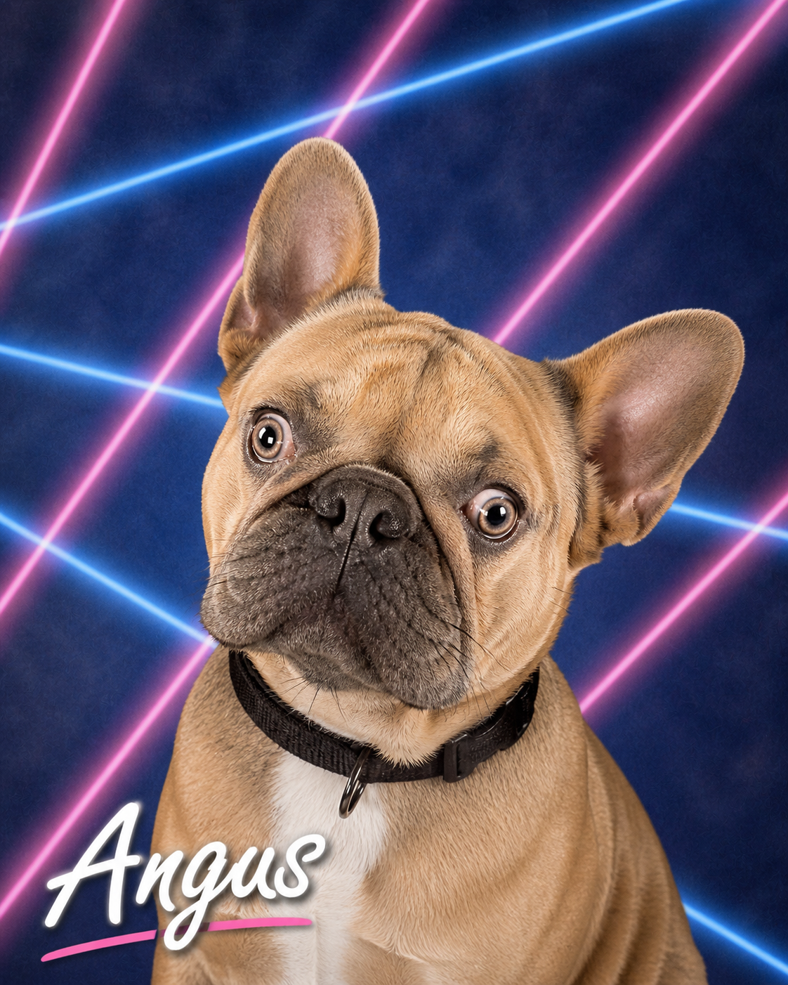 Angus