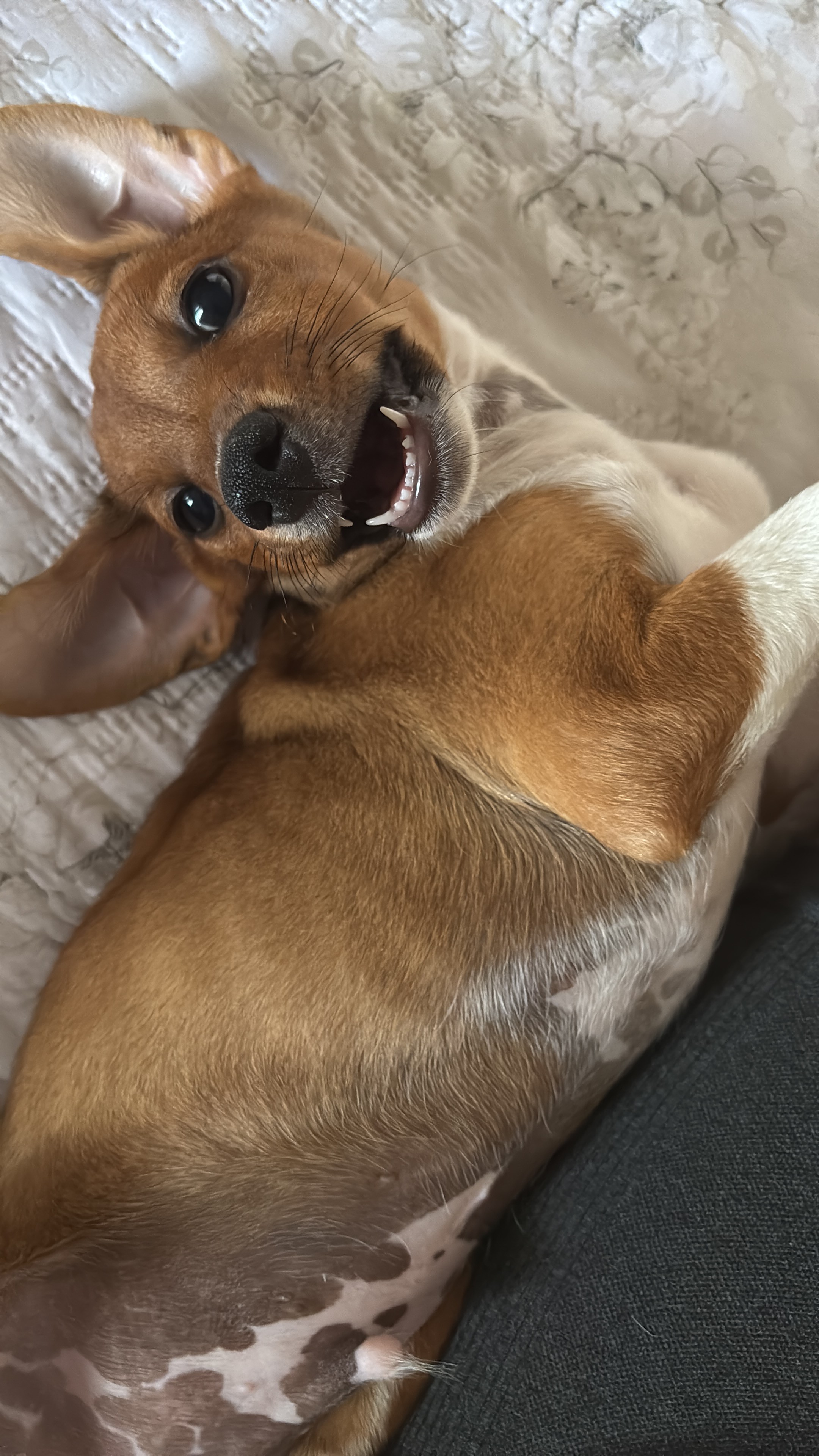 Pako