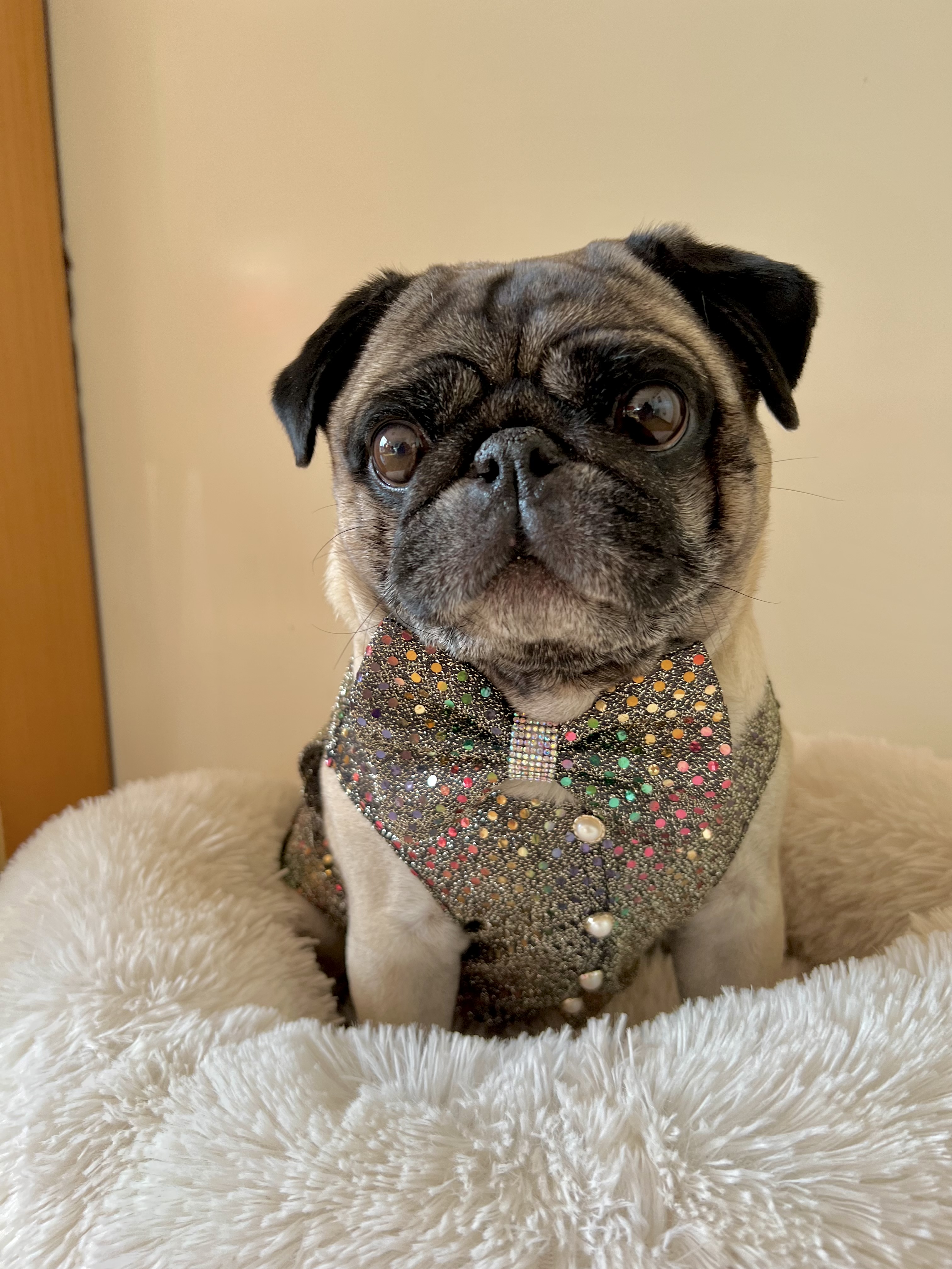 @pug-hugo-otto