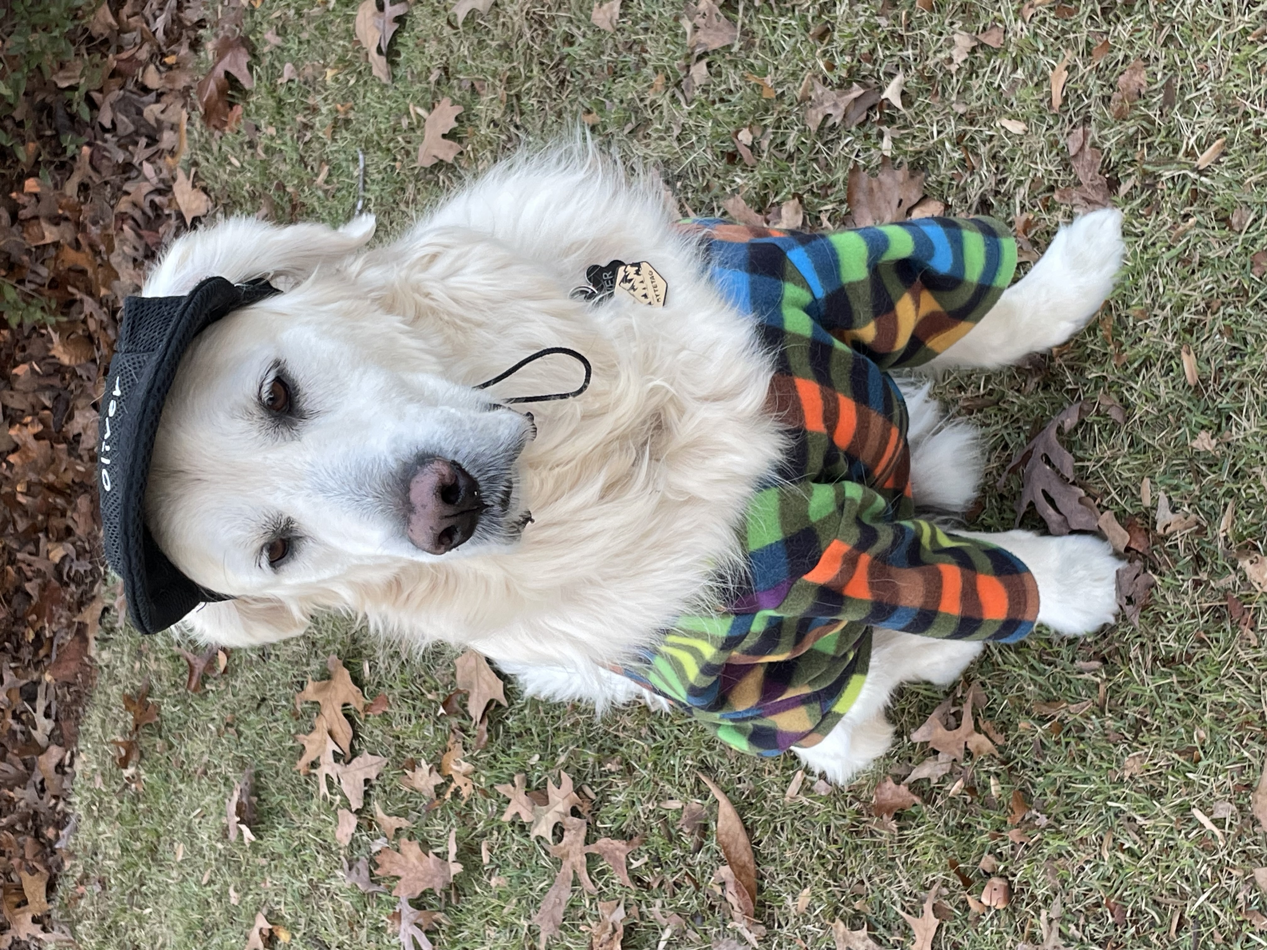 @olivergoldentherapydog
