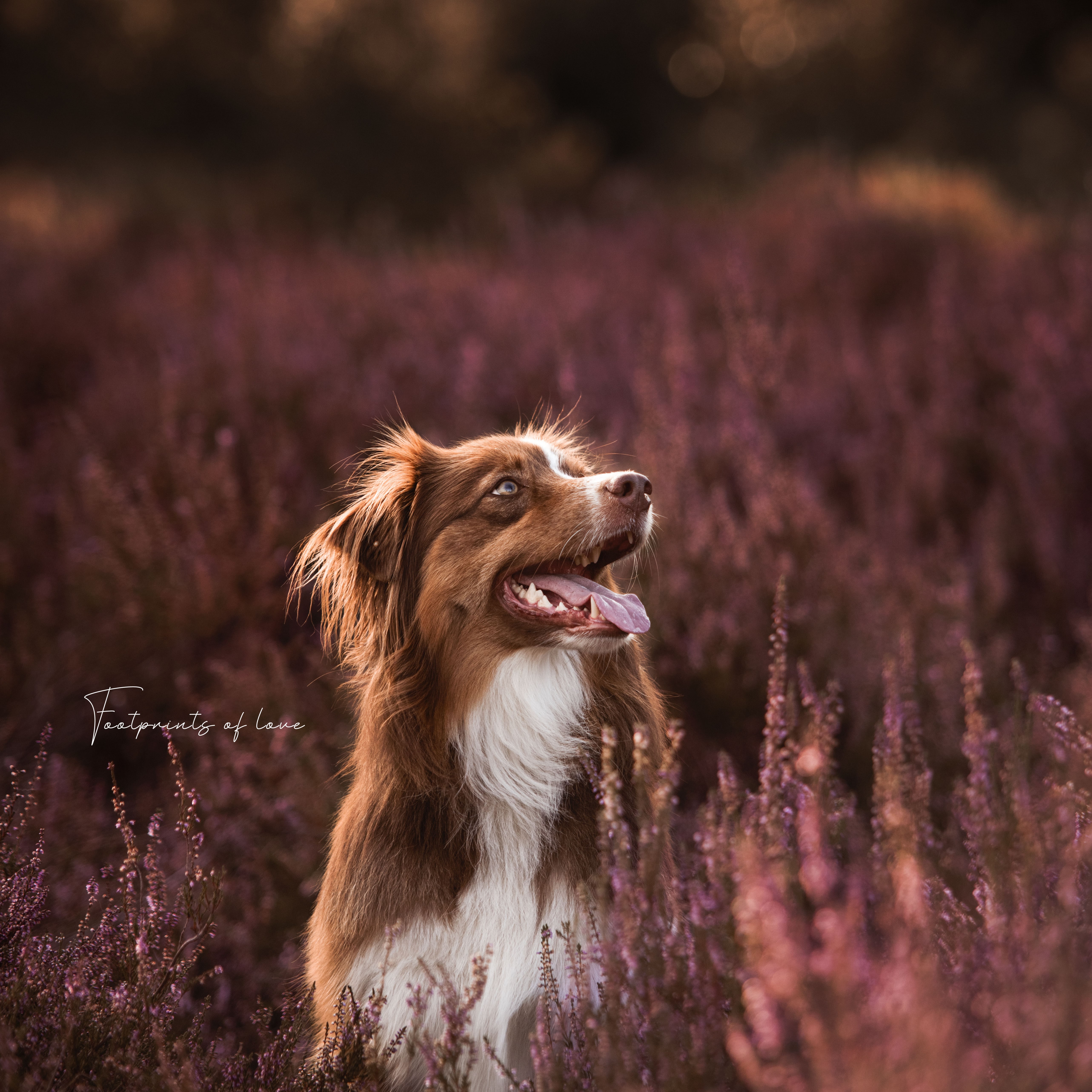 @amytheaustralianshepherd