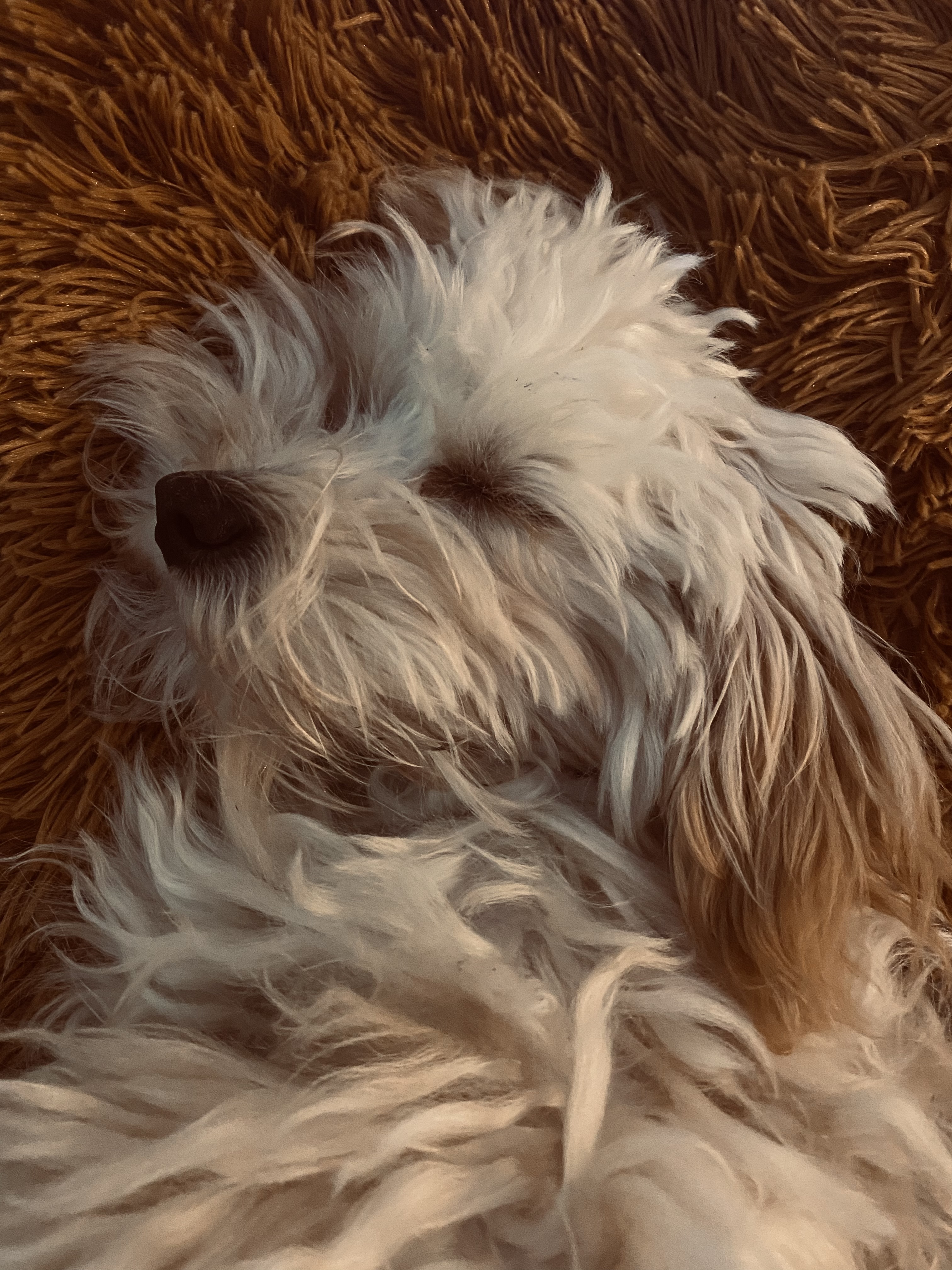 @maltipoo-boef