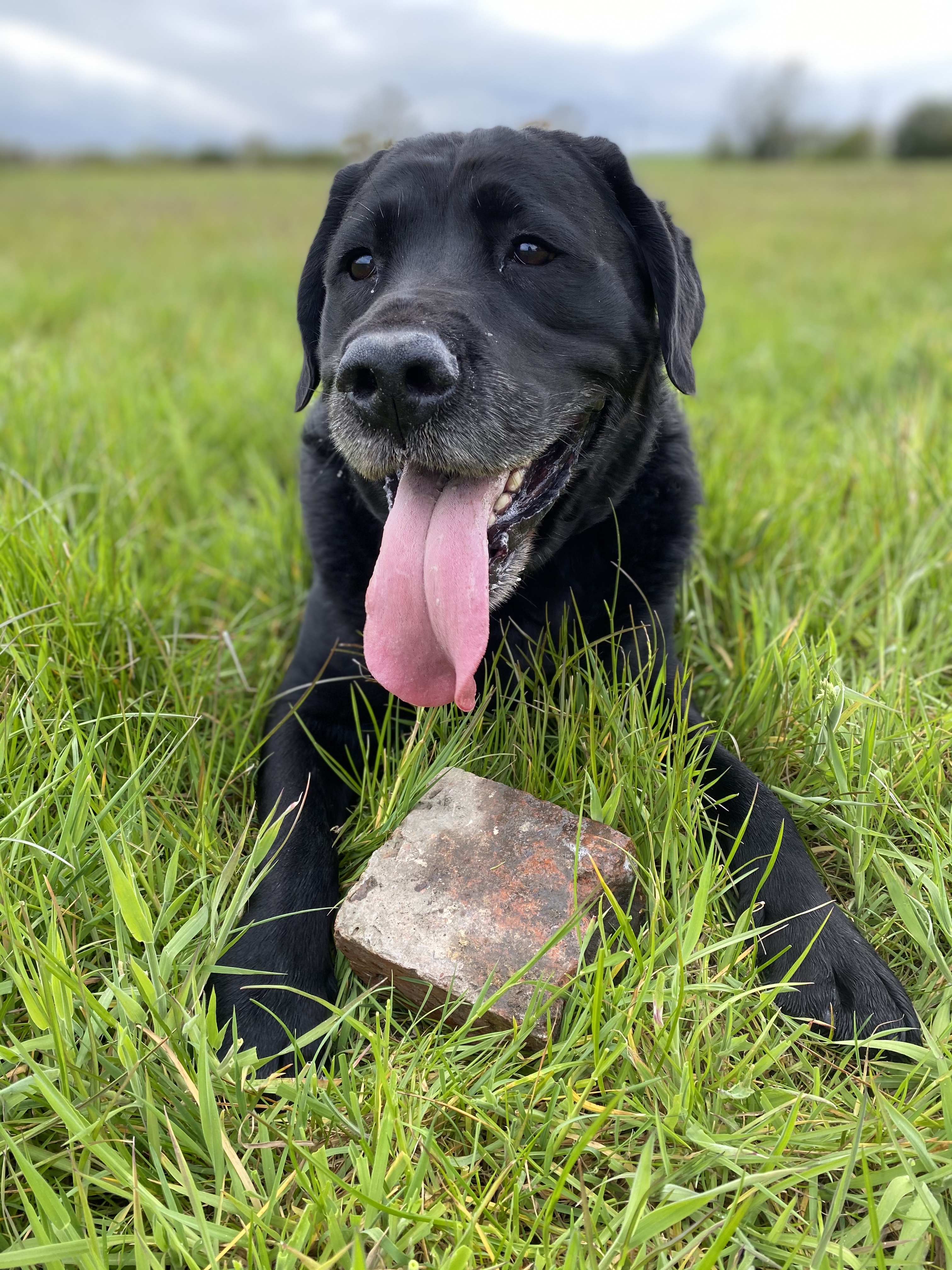 @buster-the-black-lab