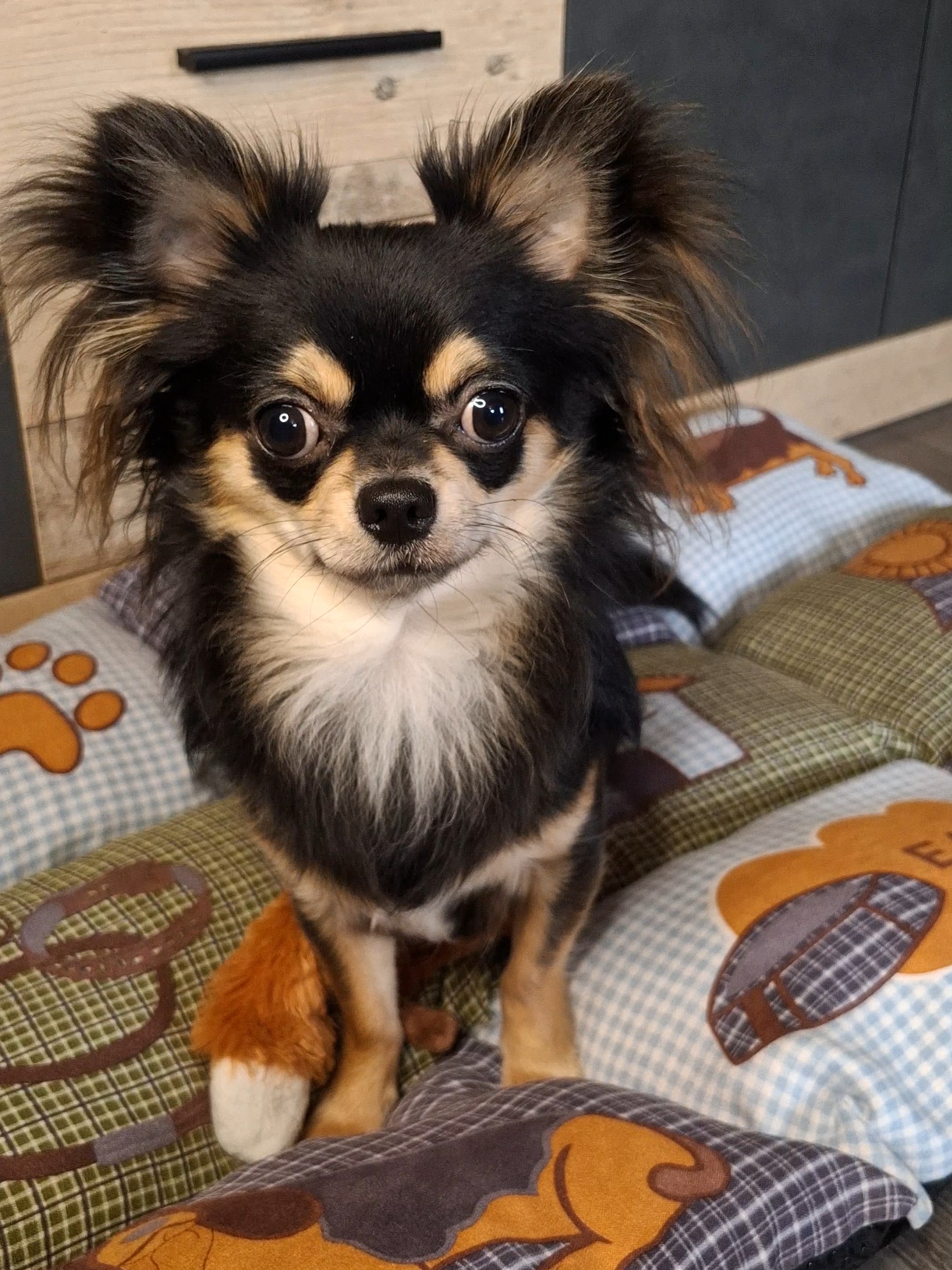 @lokidechihuahua