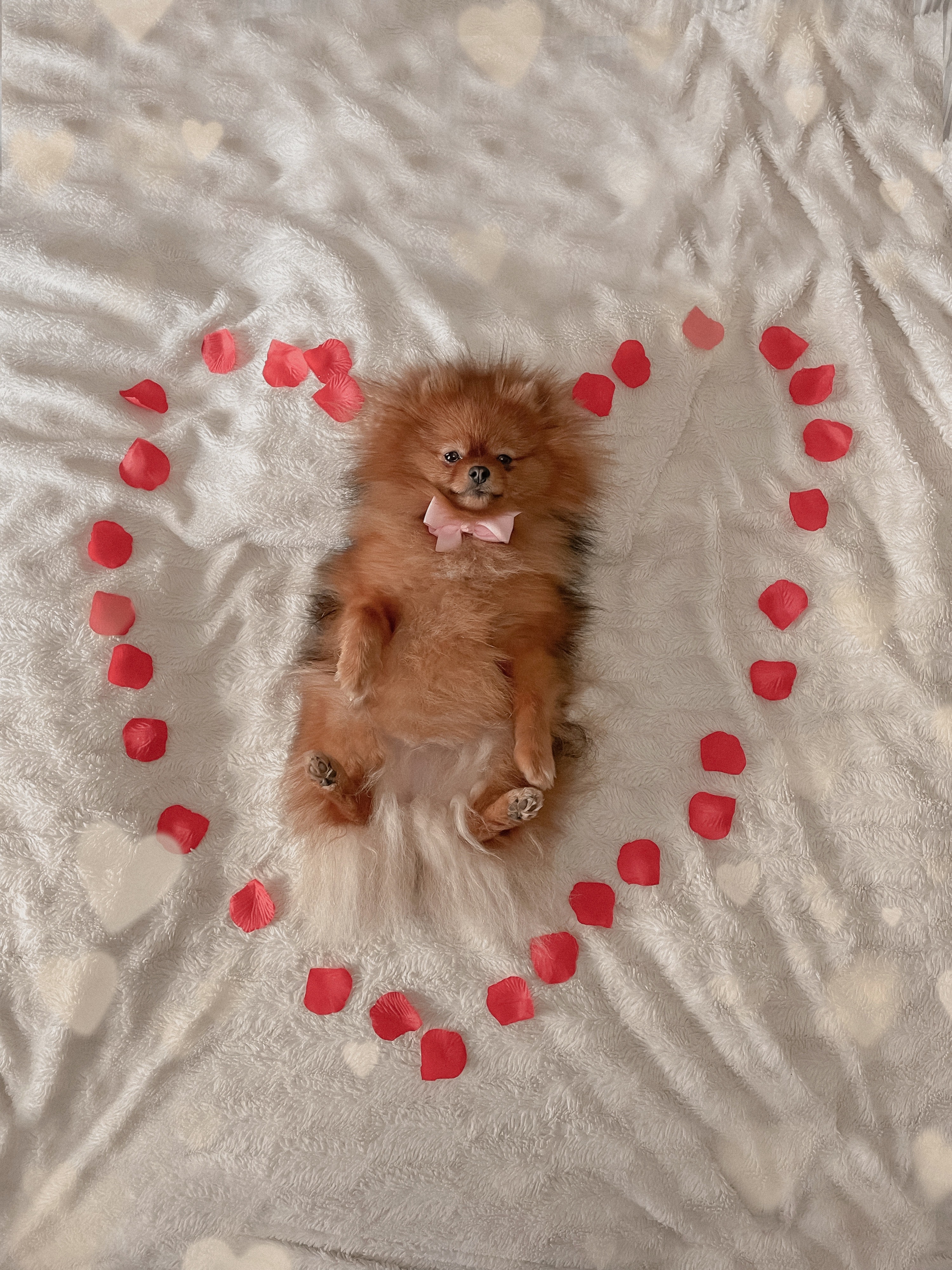 @zeldathepom21