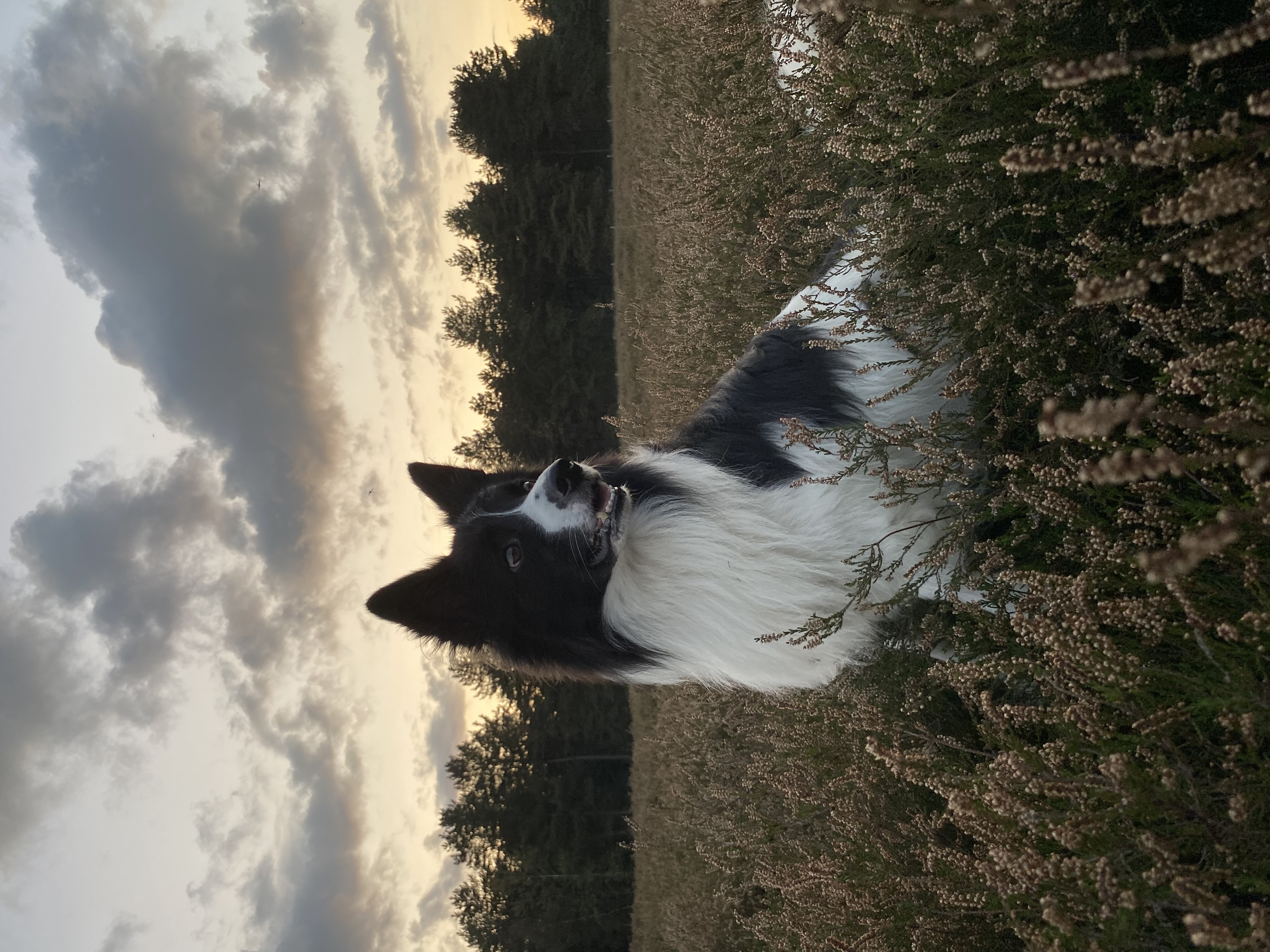 @sheepdogmilow