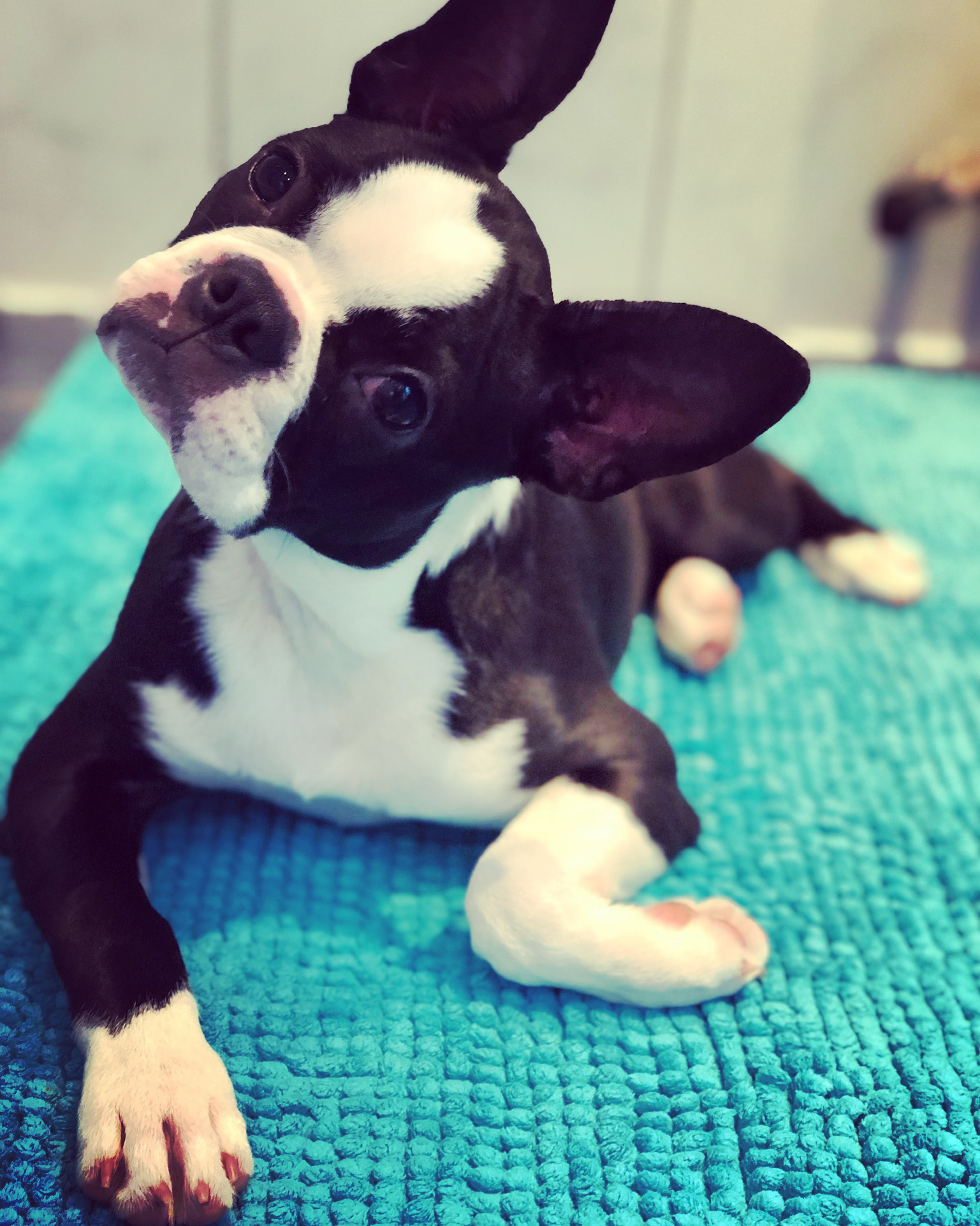 @stella-bella-boston-terrier