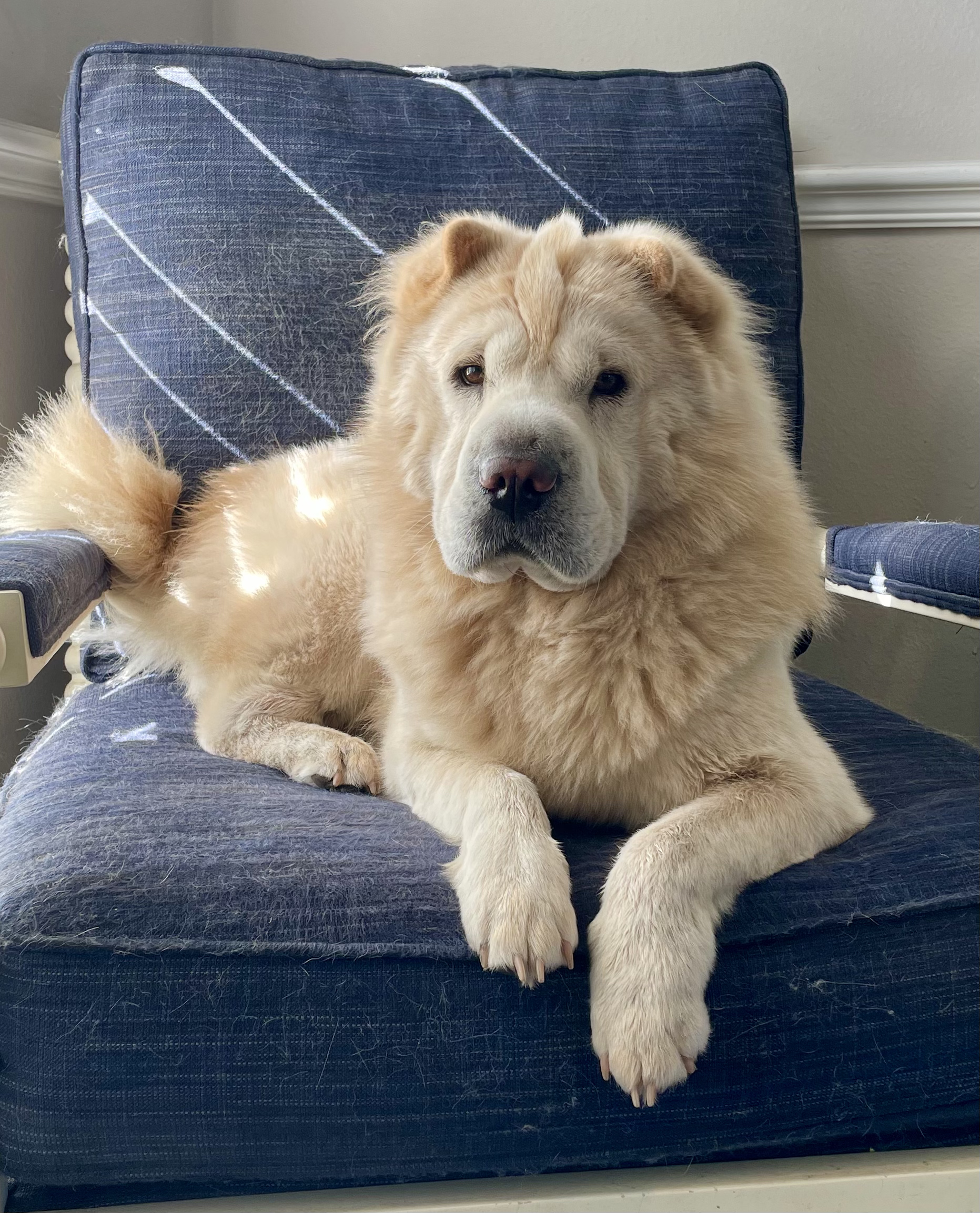 @sunshinethedoggo