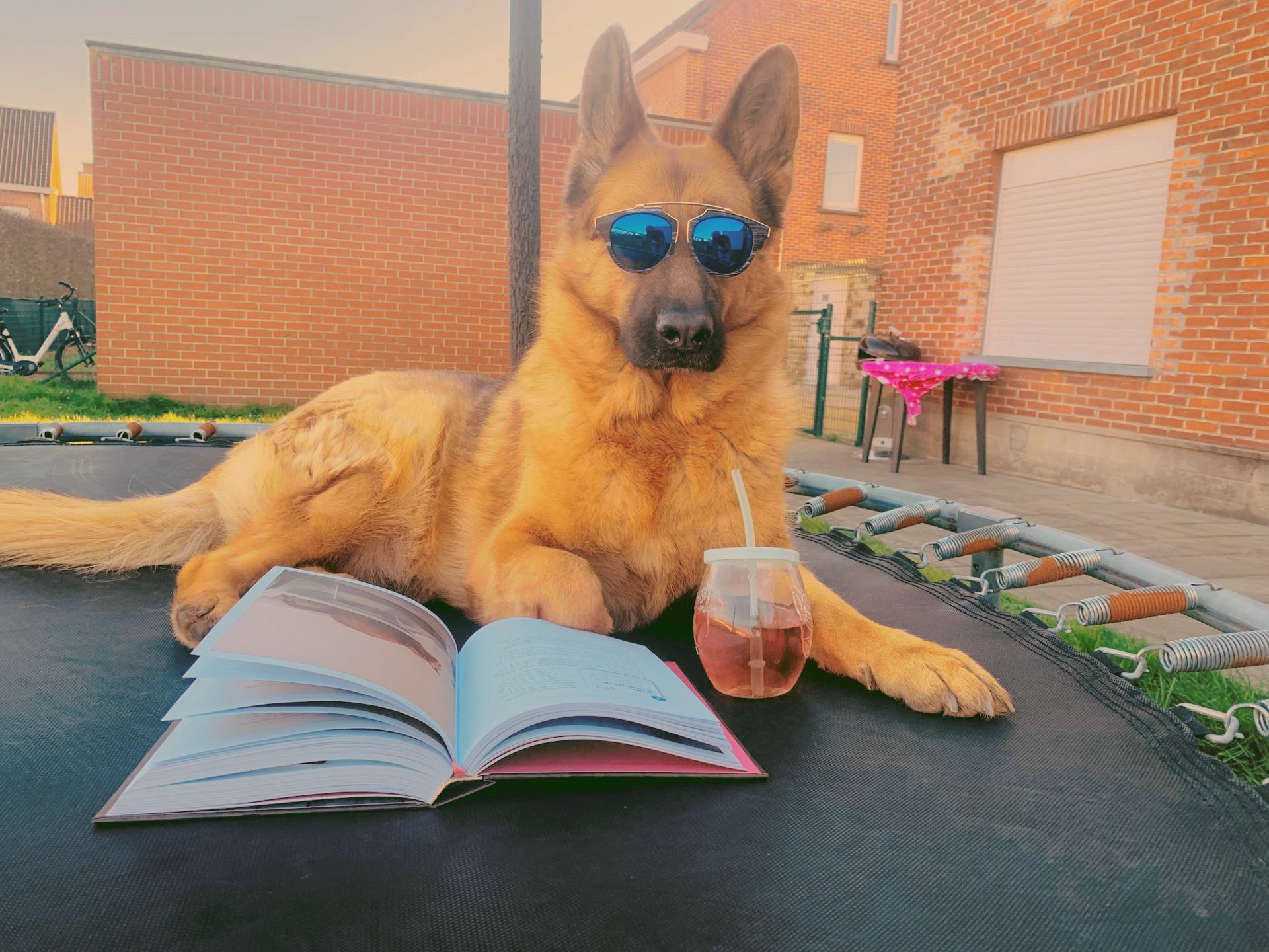 @zinahelpingdog