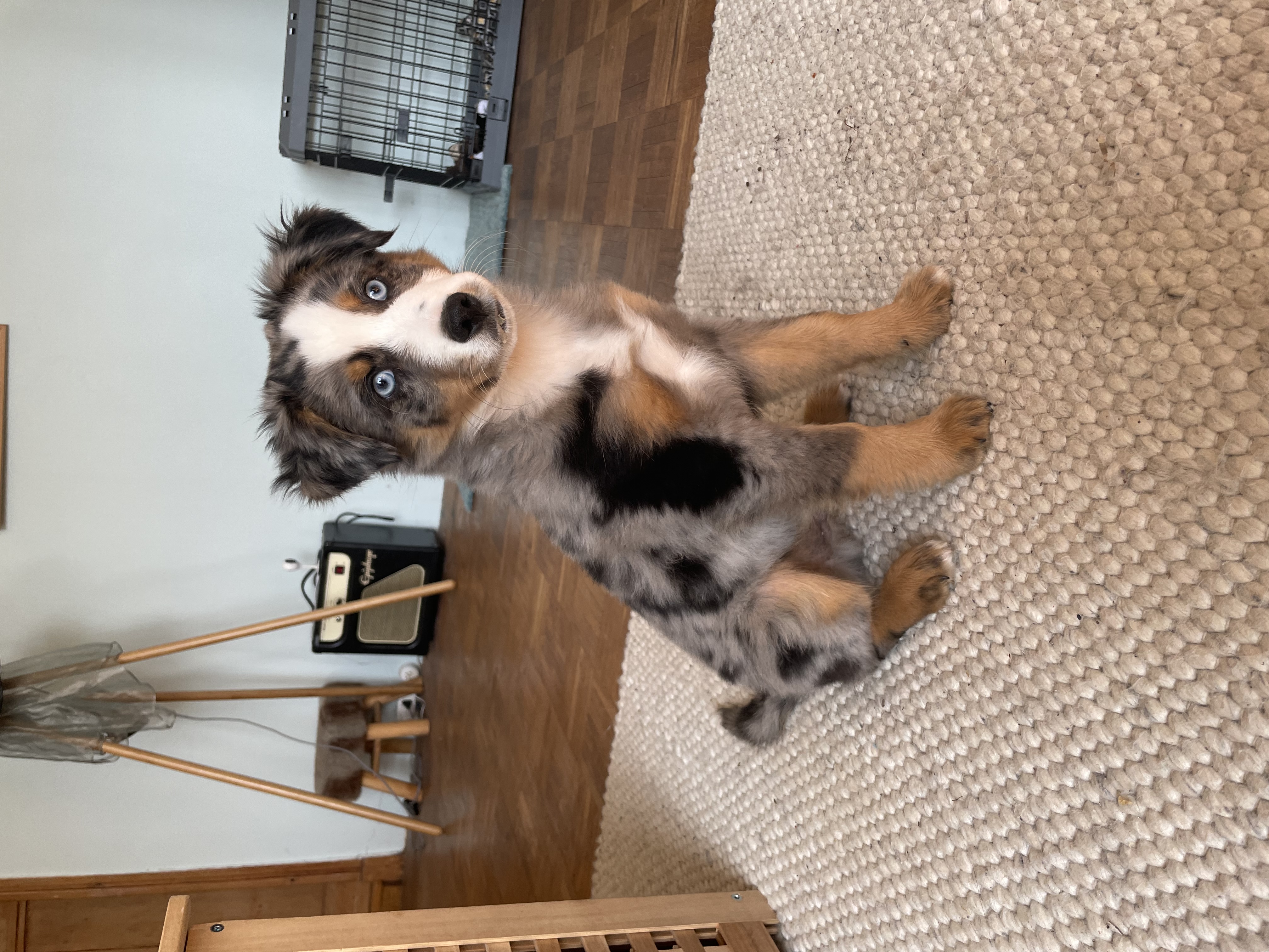 @miniaussiemylo