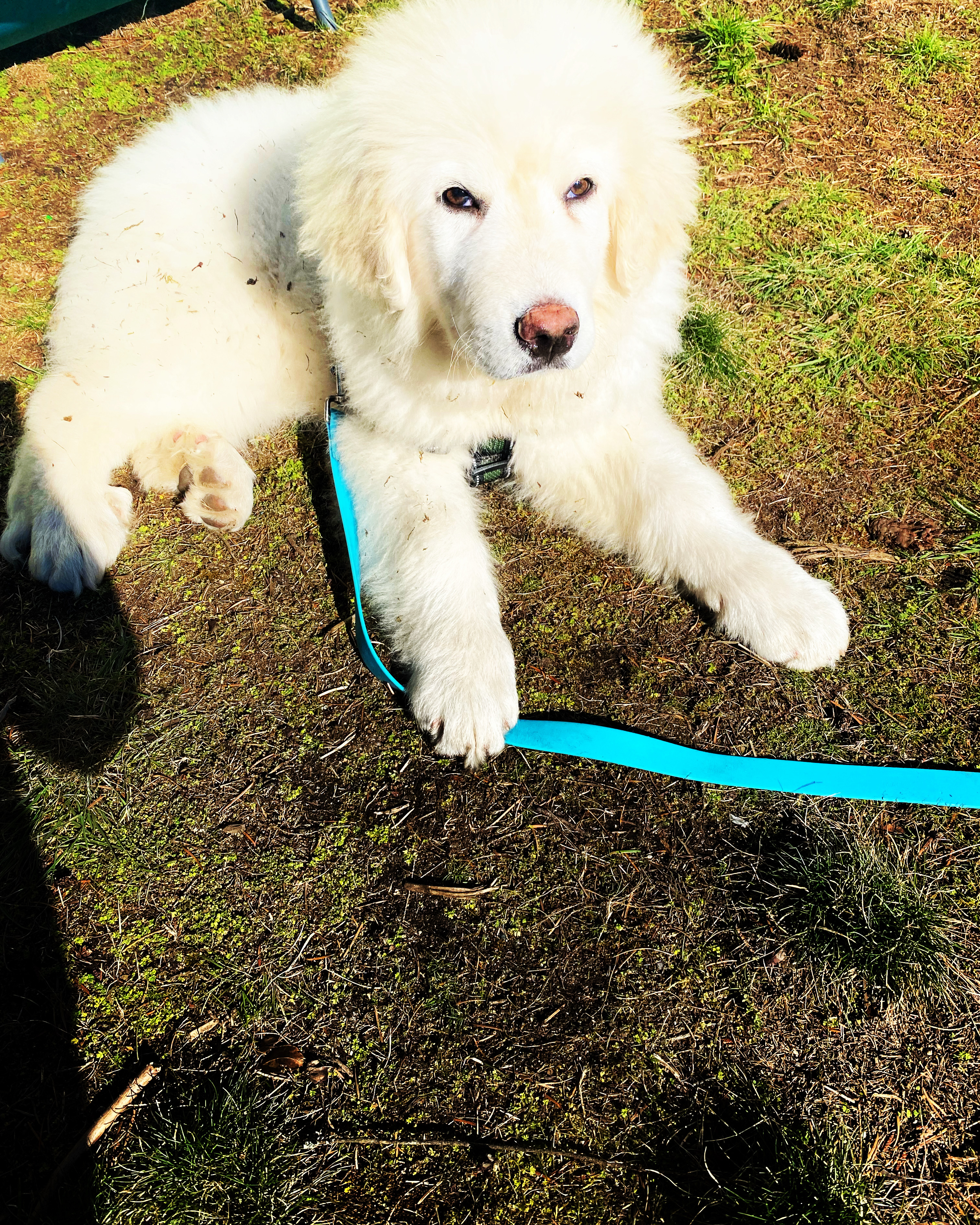 @milo-the-great-pyrenees