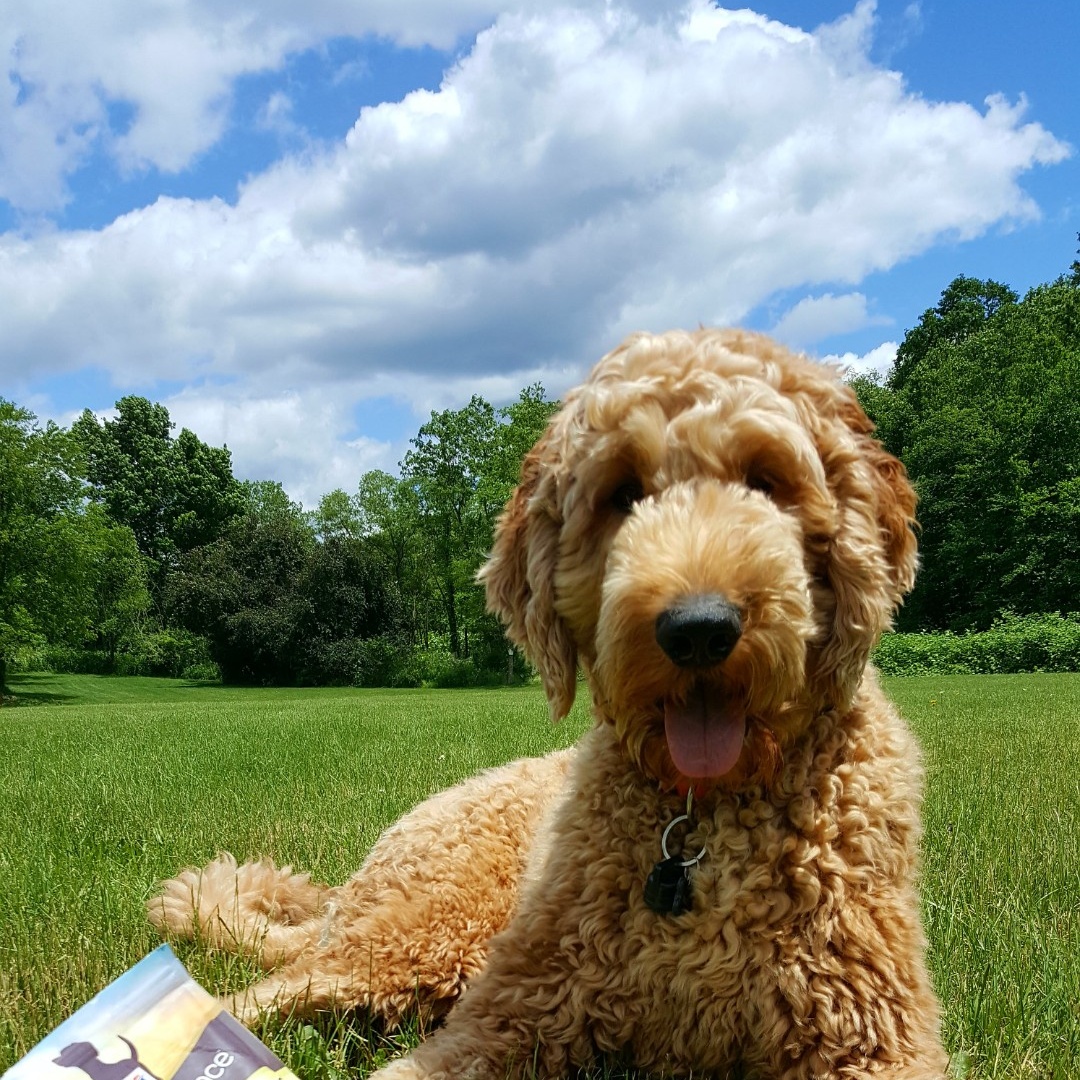 @baxtergoldendoodlemalone