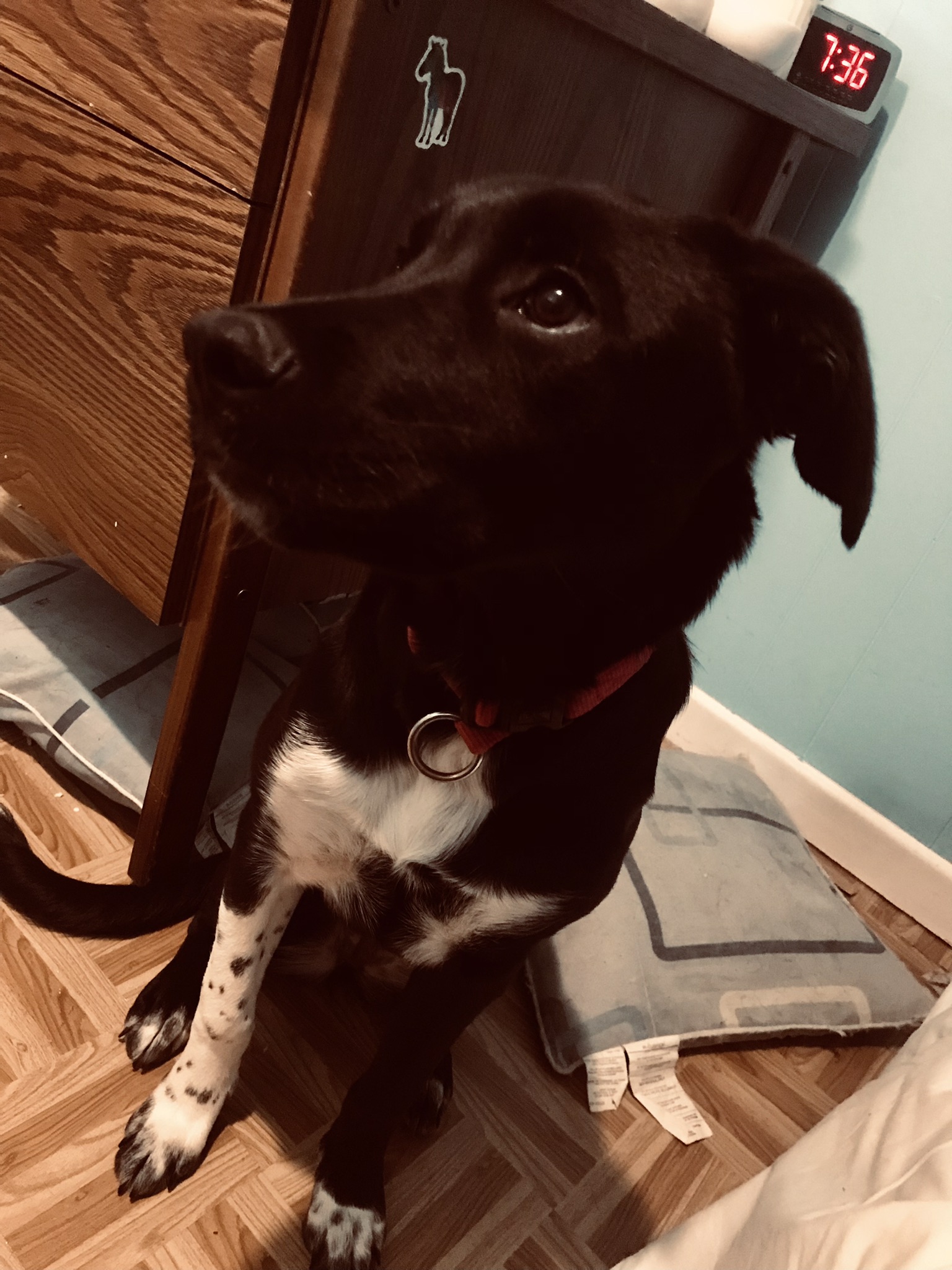 @adventure-pup-akira