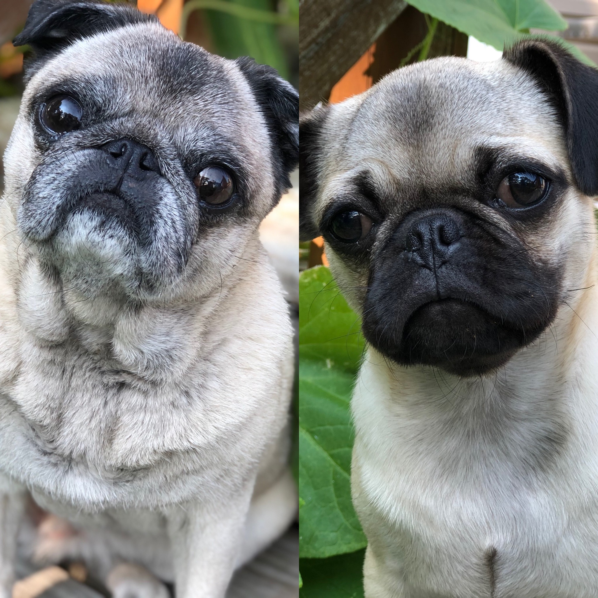 @allpuggedout