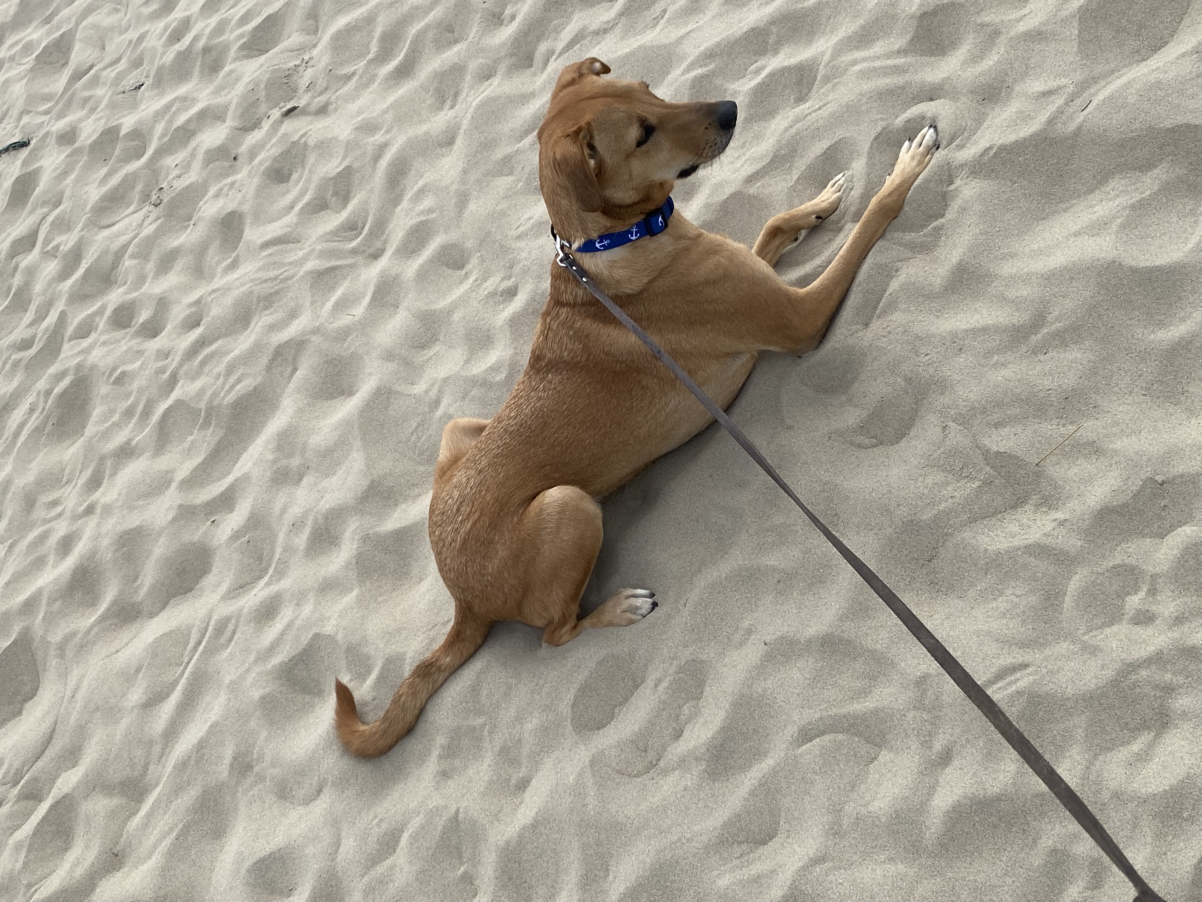@loki-the-rescuedog19