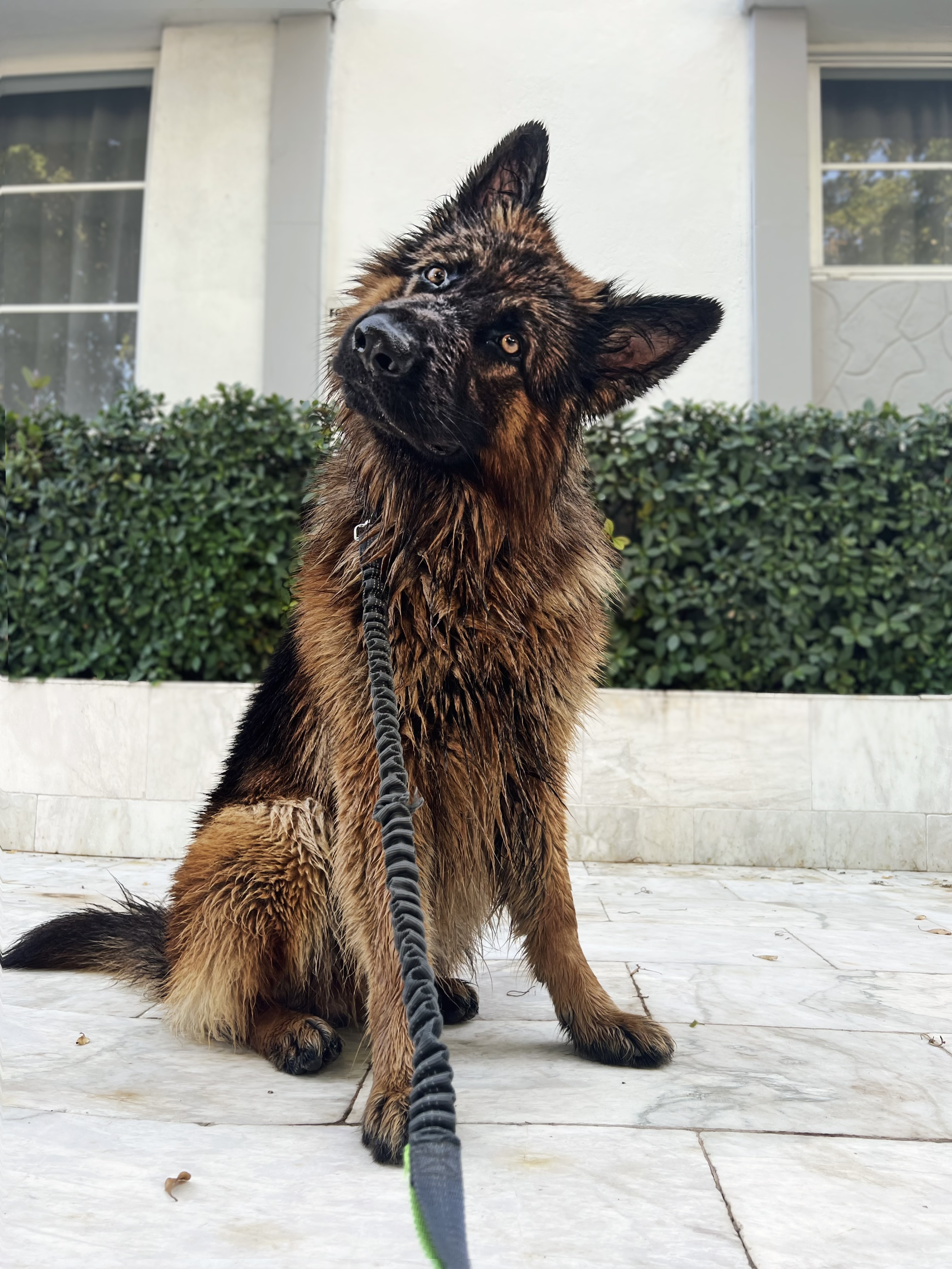 @apollo-germanshepherd