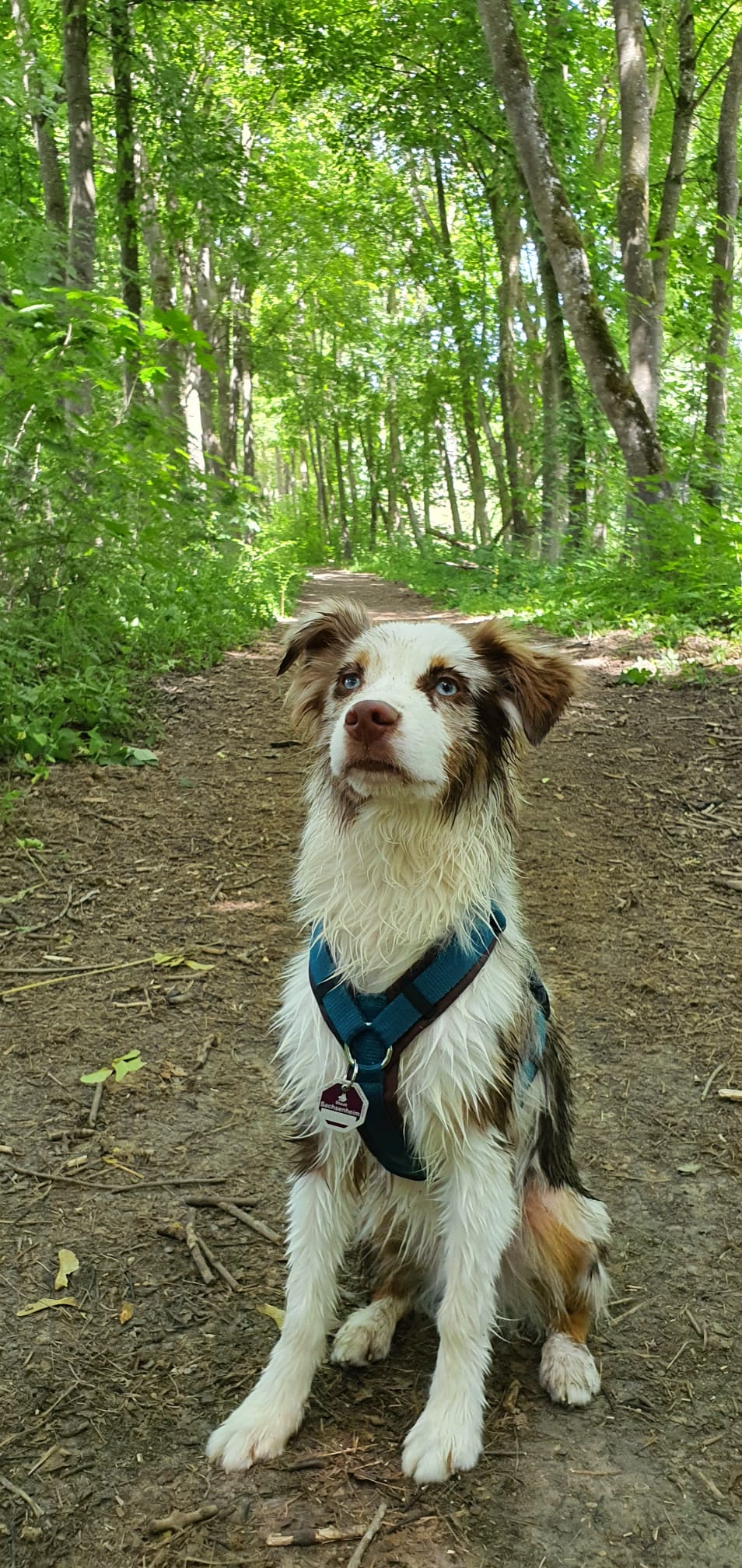 @miniaussie_kito