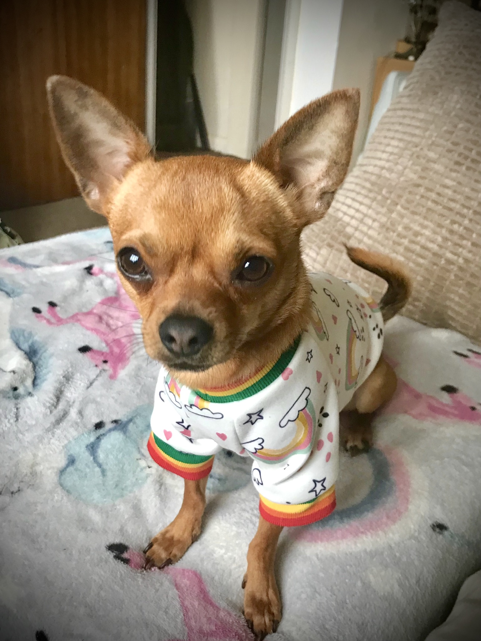 @simba-chi-pup