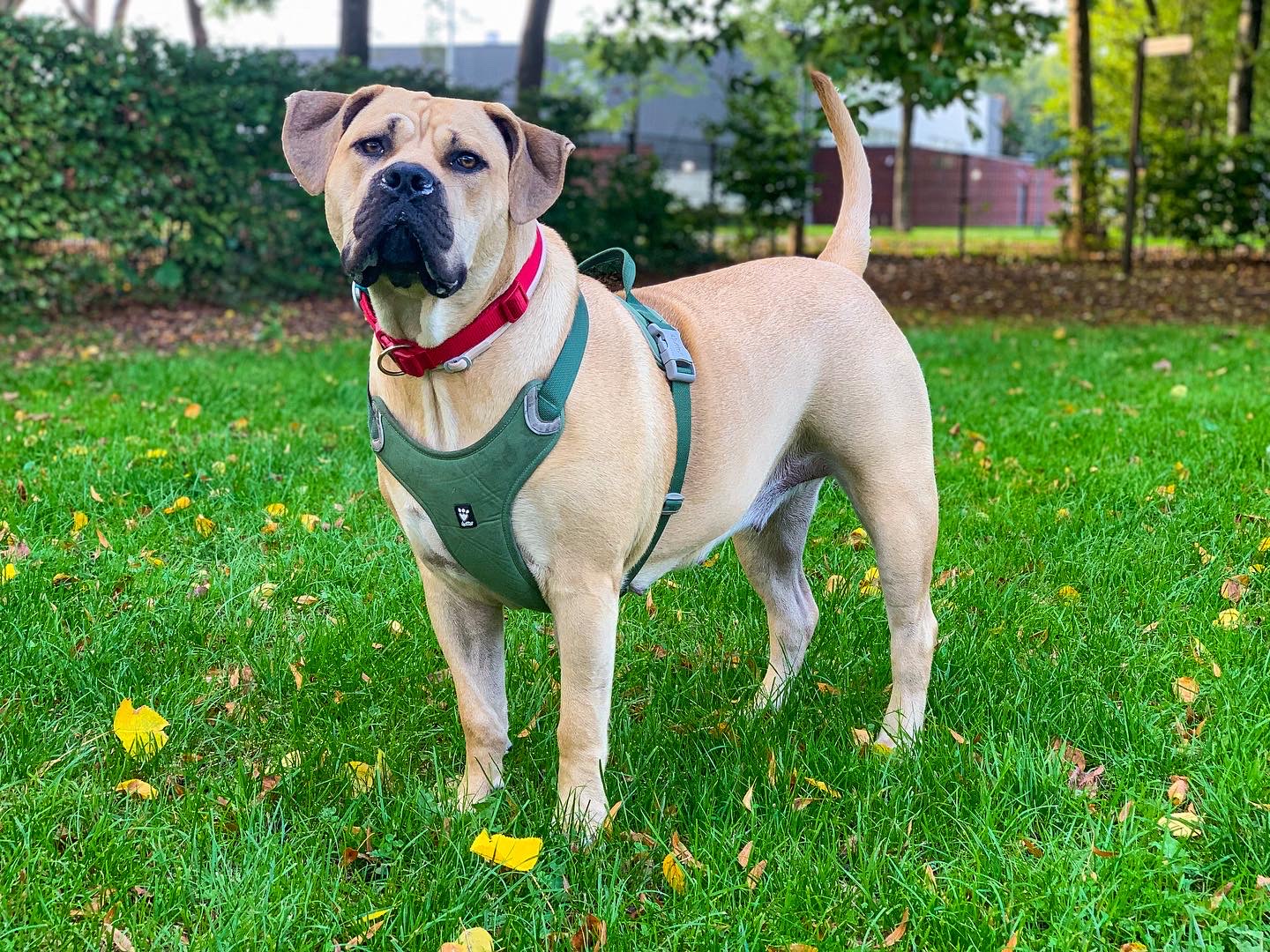 @boerboelmystique