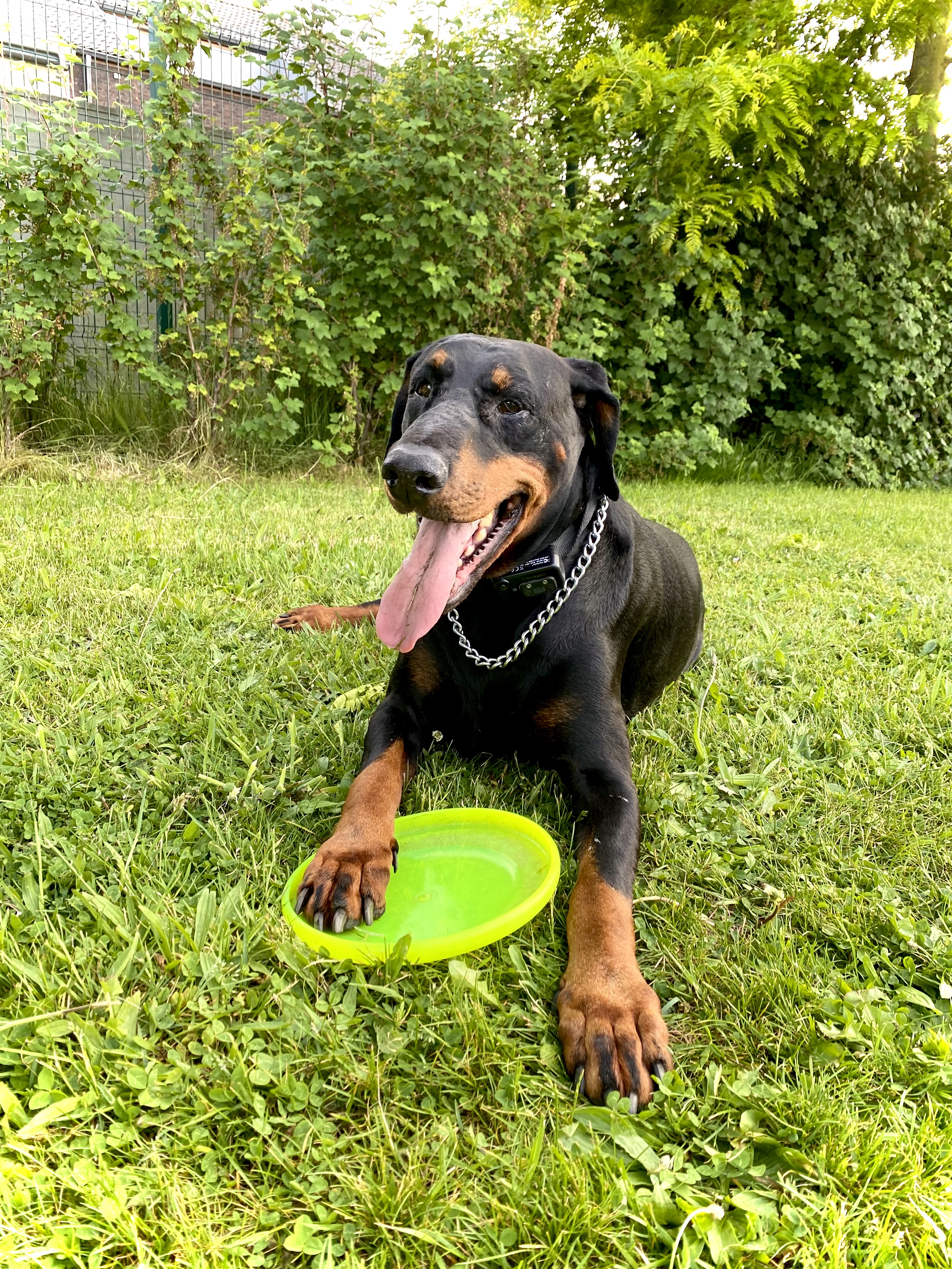 @leroy-the-dobermann